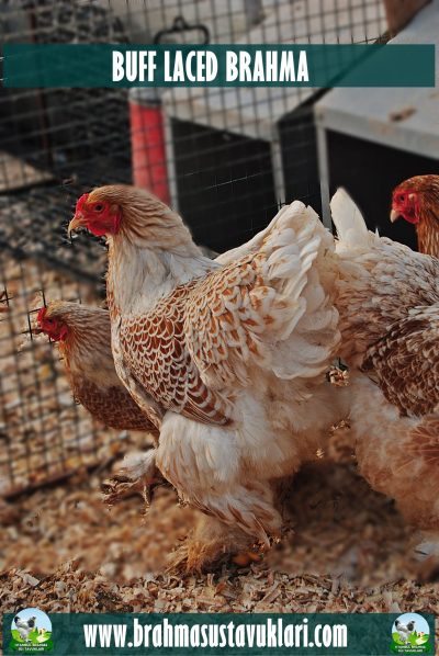 Buff Brahma Kuluçkalık Yumurta
