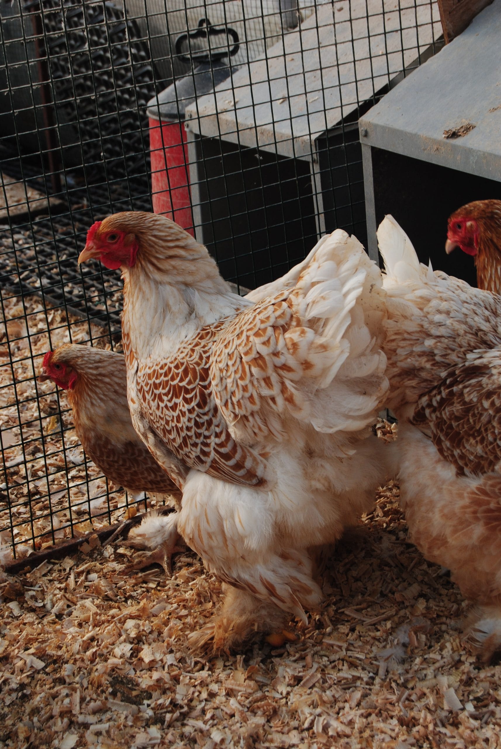 Buff Brahma Kuluçkalık Yumurta