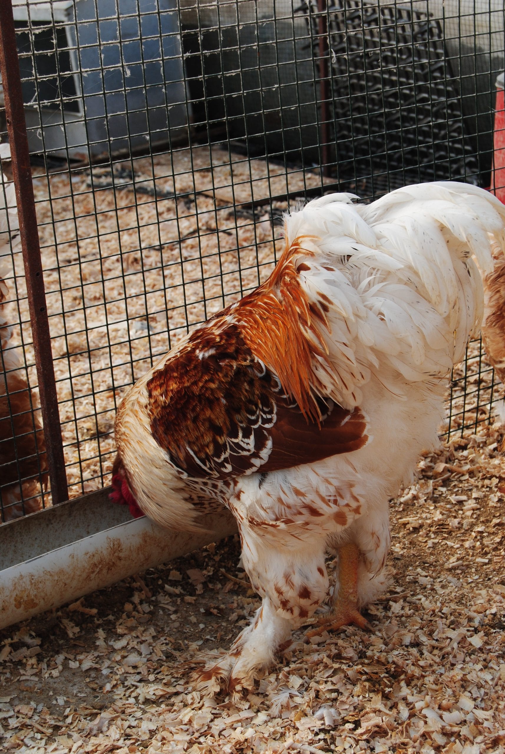 Buff Brahma Kuluçkalık Yumurta