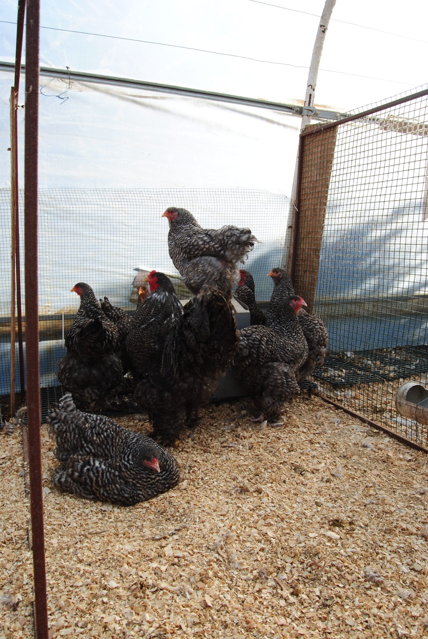 Coco Brahma Kuluçkalık Yumurta