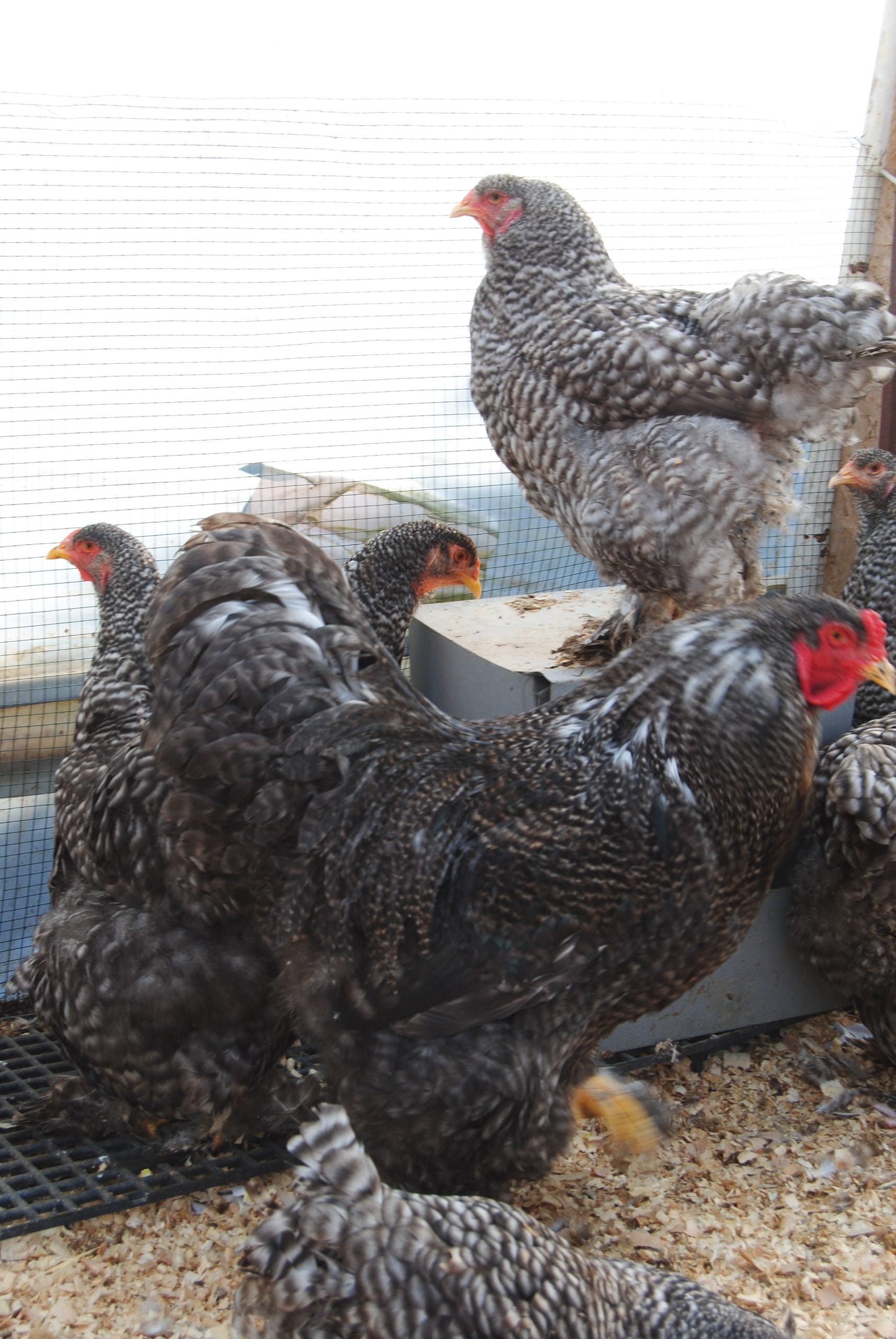 Coco Brahma Kuluçkalık Yumurta