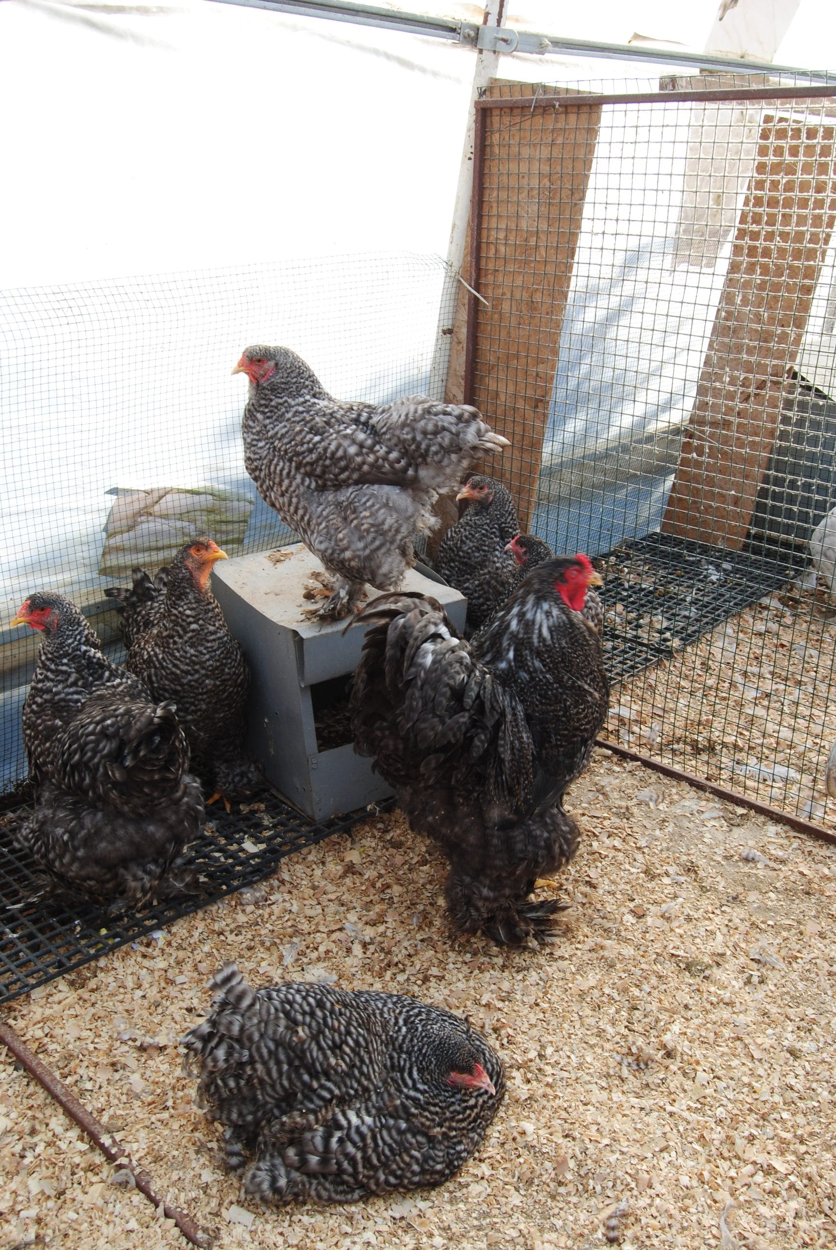 coco brahma kuluçkalık yumurta