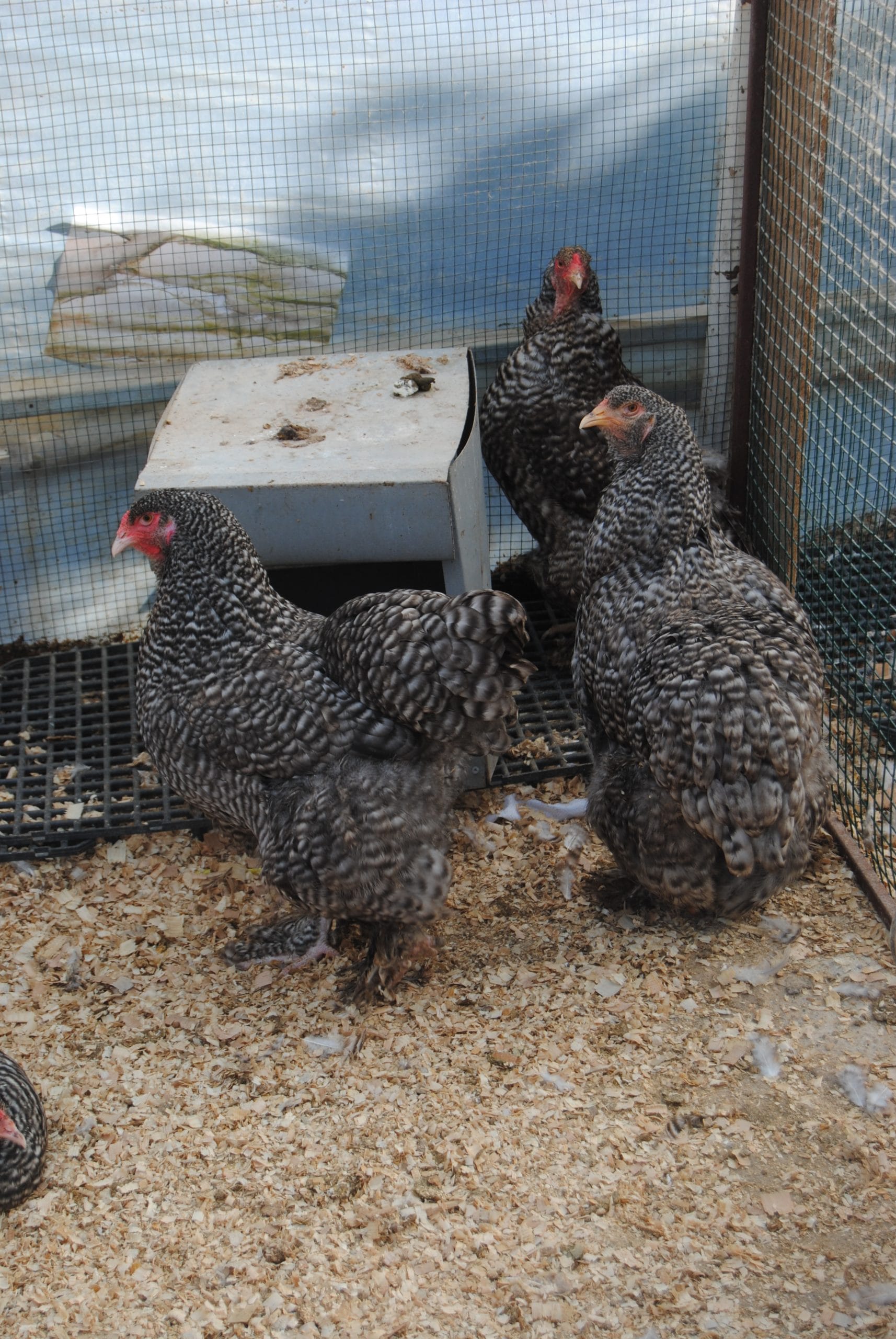 Coco Brahma Kuluçkalık Yumurta