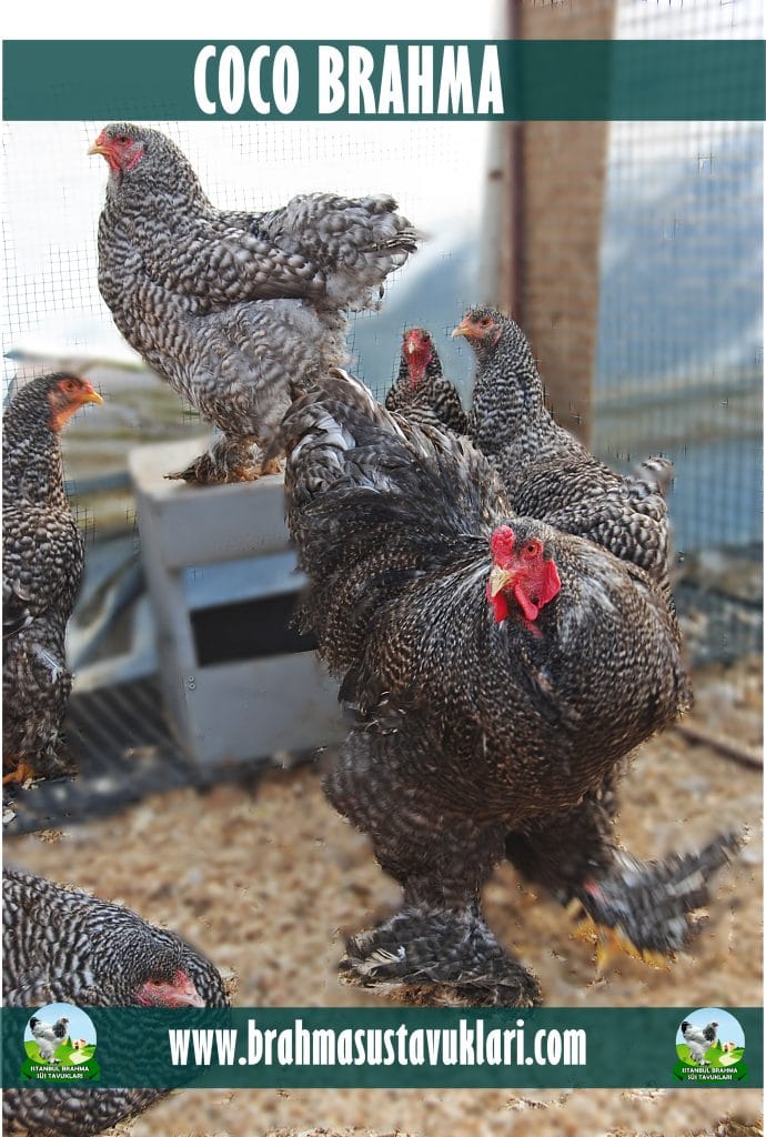 Coco Brahma Kuluçkalık Yumurta