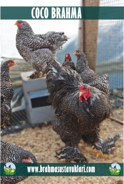 Coco Brahma Kuluçkalık Yumurta