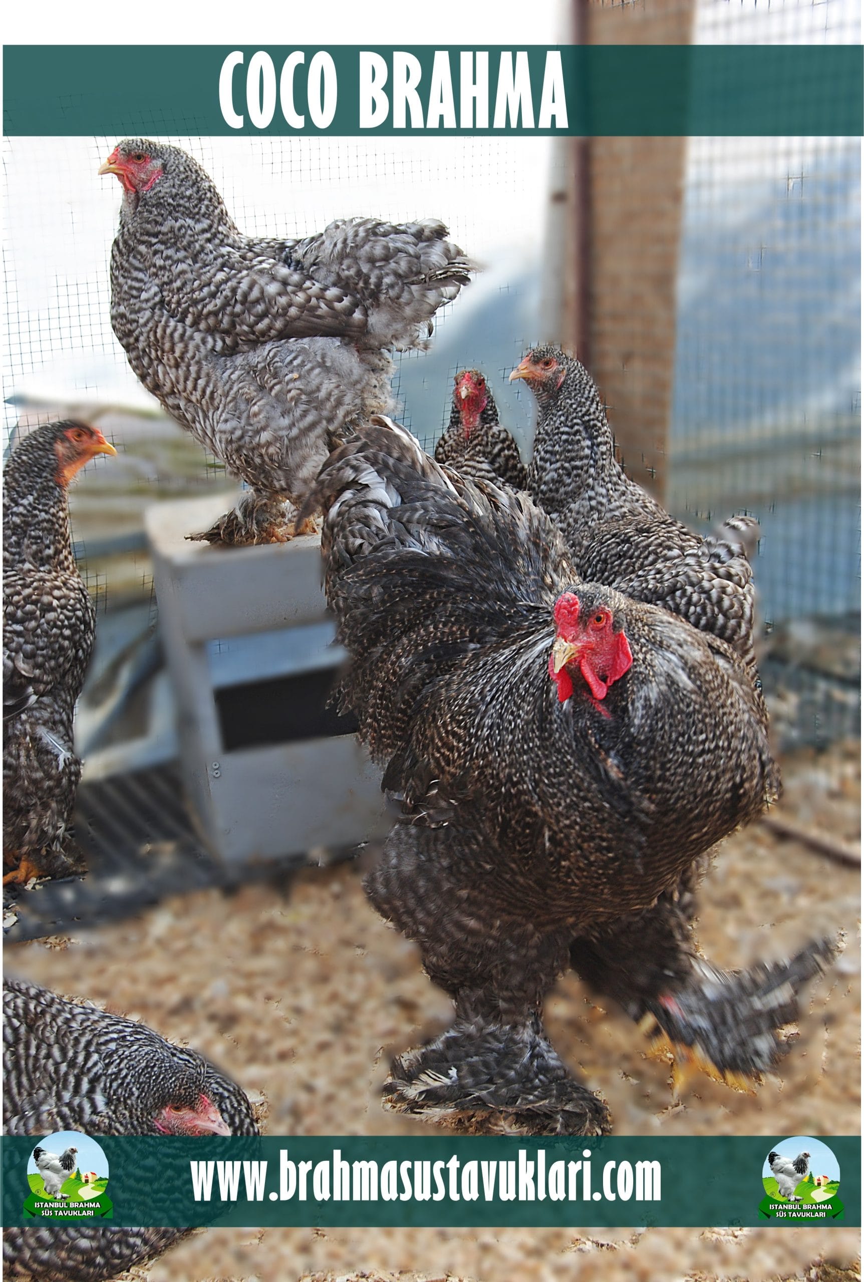 Coco Brahma Kuluçkalık Yumurta