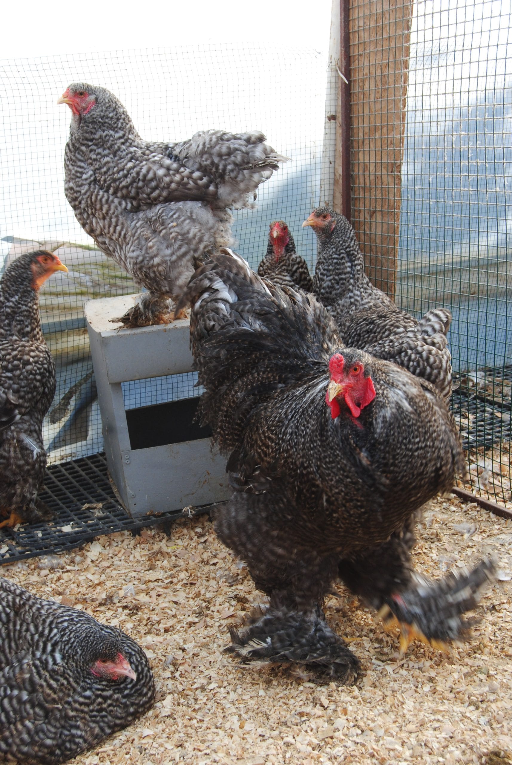 Coco Brahma Kuluçkalık Yumurta