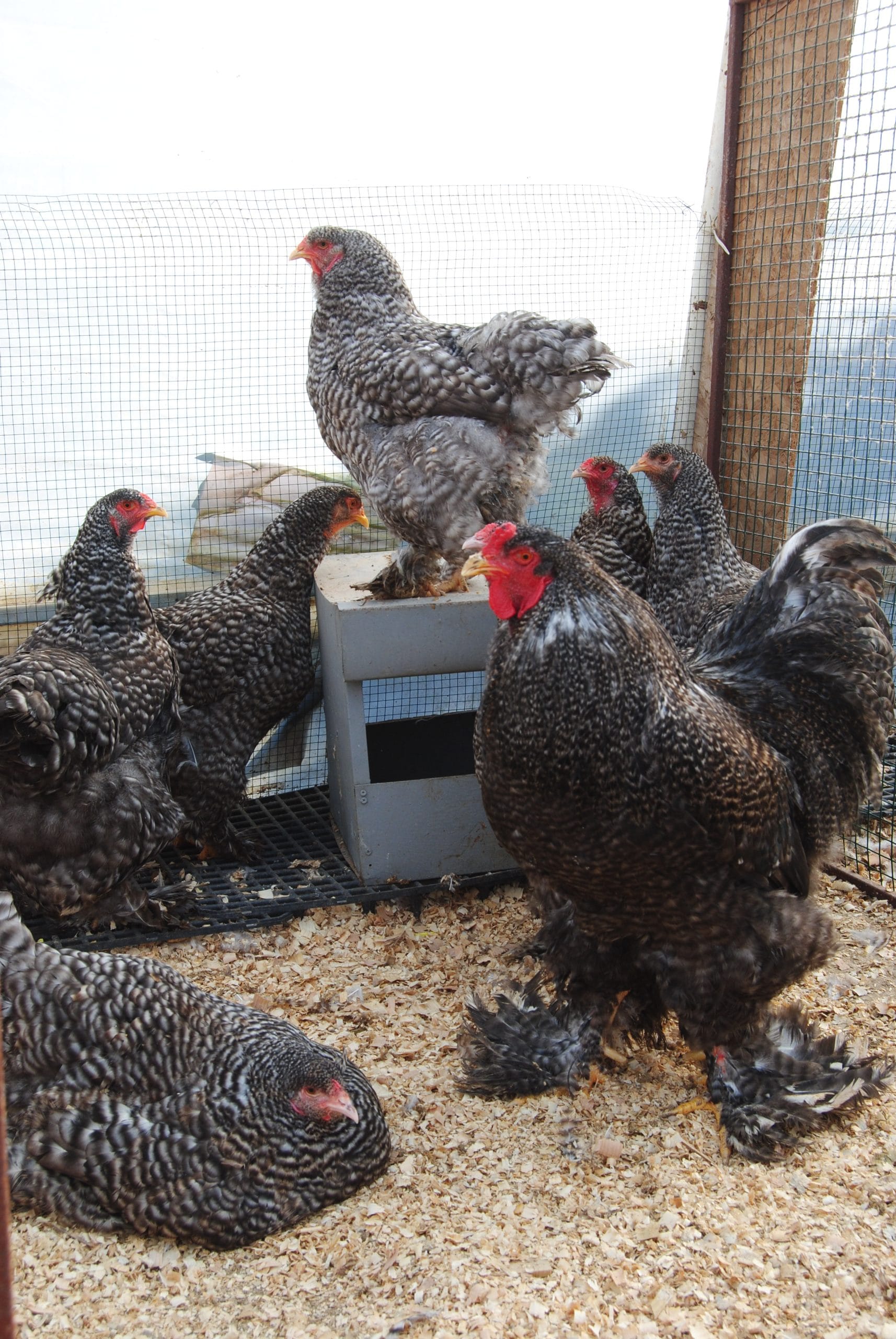 Coco Brahma Kuluçkalık Yumurta