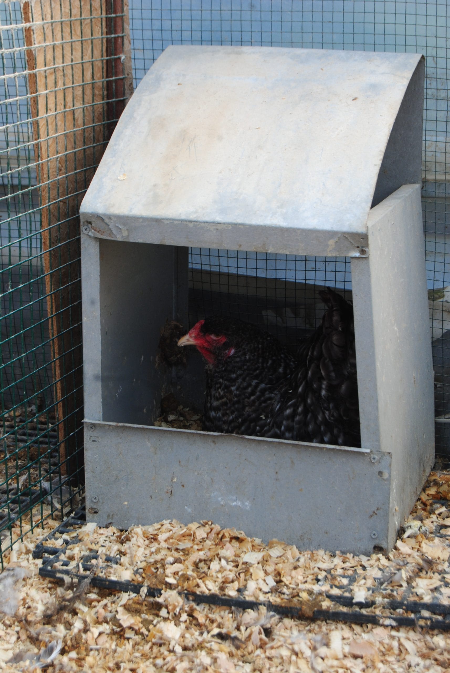 Coco Brahma Kuluçkalık Yumurta