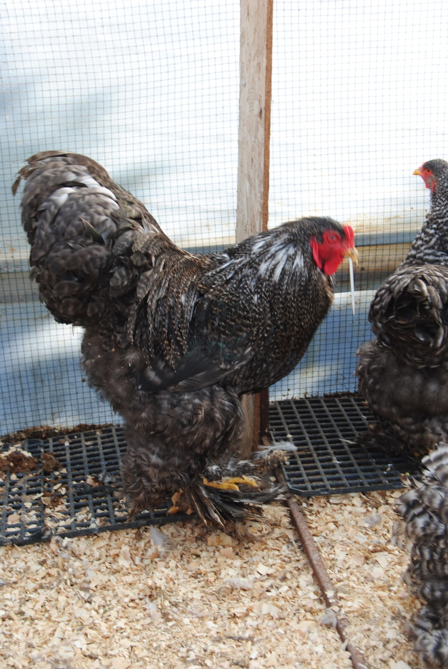 Coco Brahma Kuluçkalık Yumurta