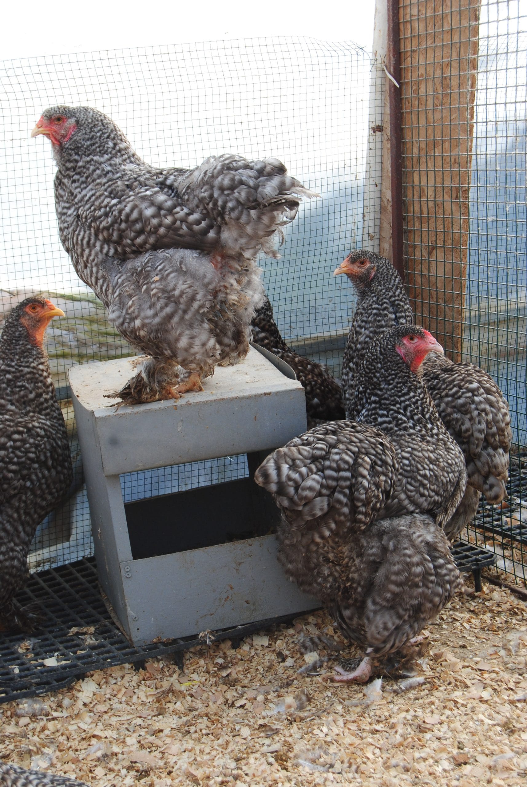 Coco Brahma Kuluçkalık Yumurta