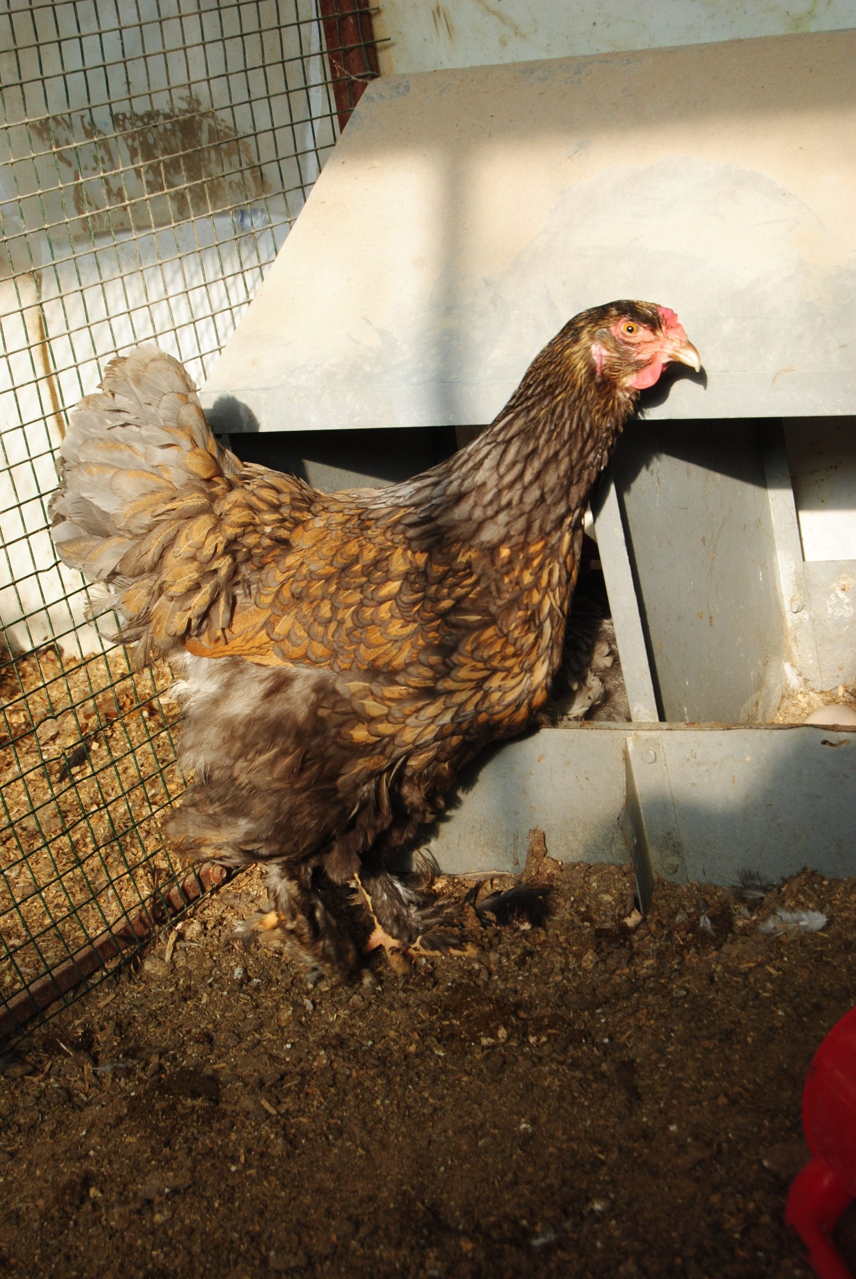 Gold Laced Brahma Kuluçkalık Yumurta