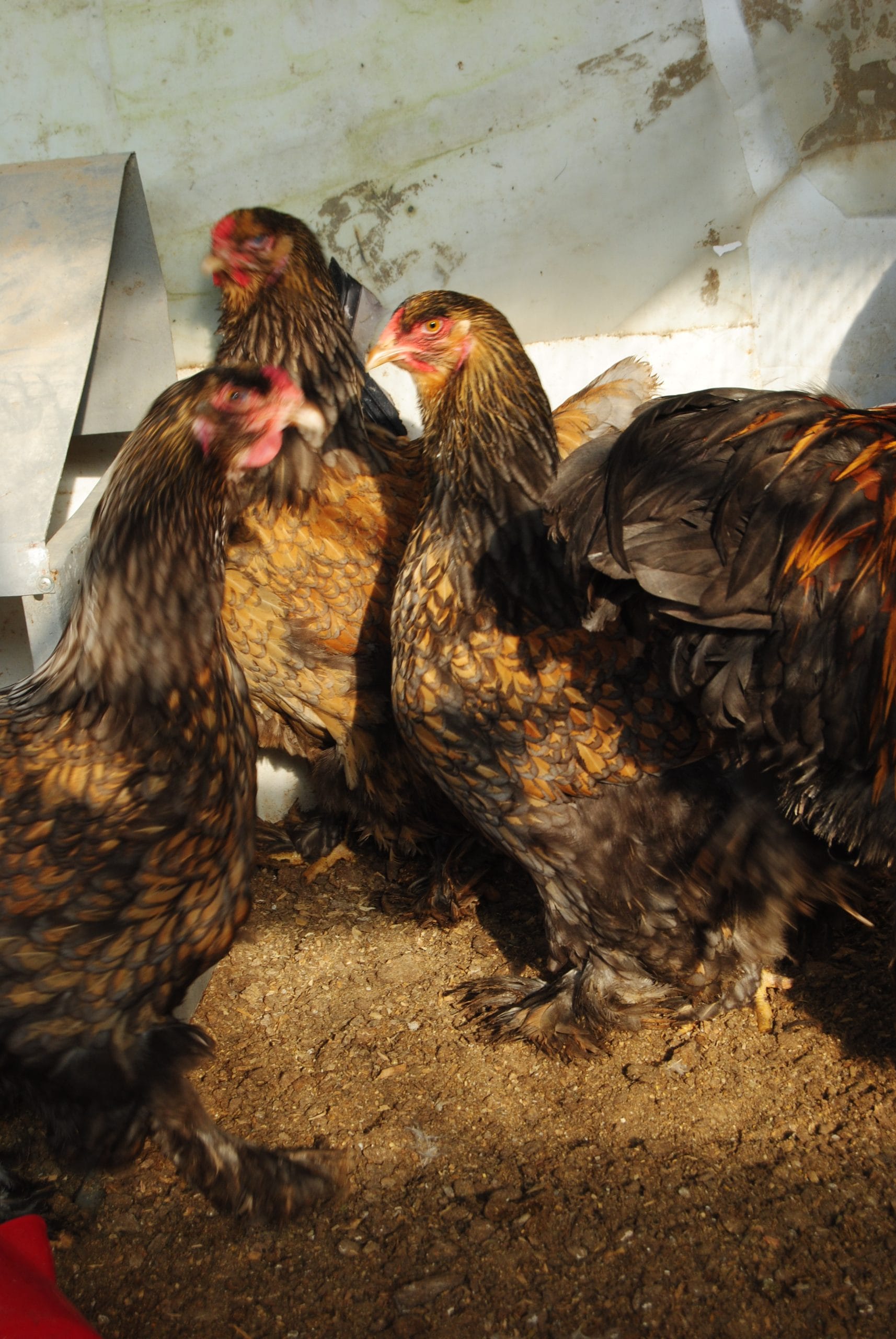 Gold Laced Brahma Kuluçkalık Yumurta