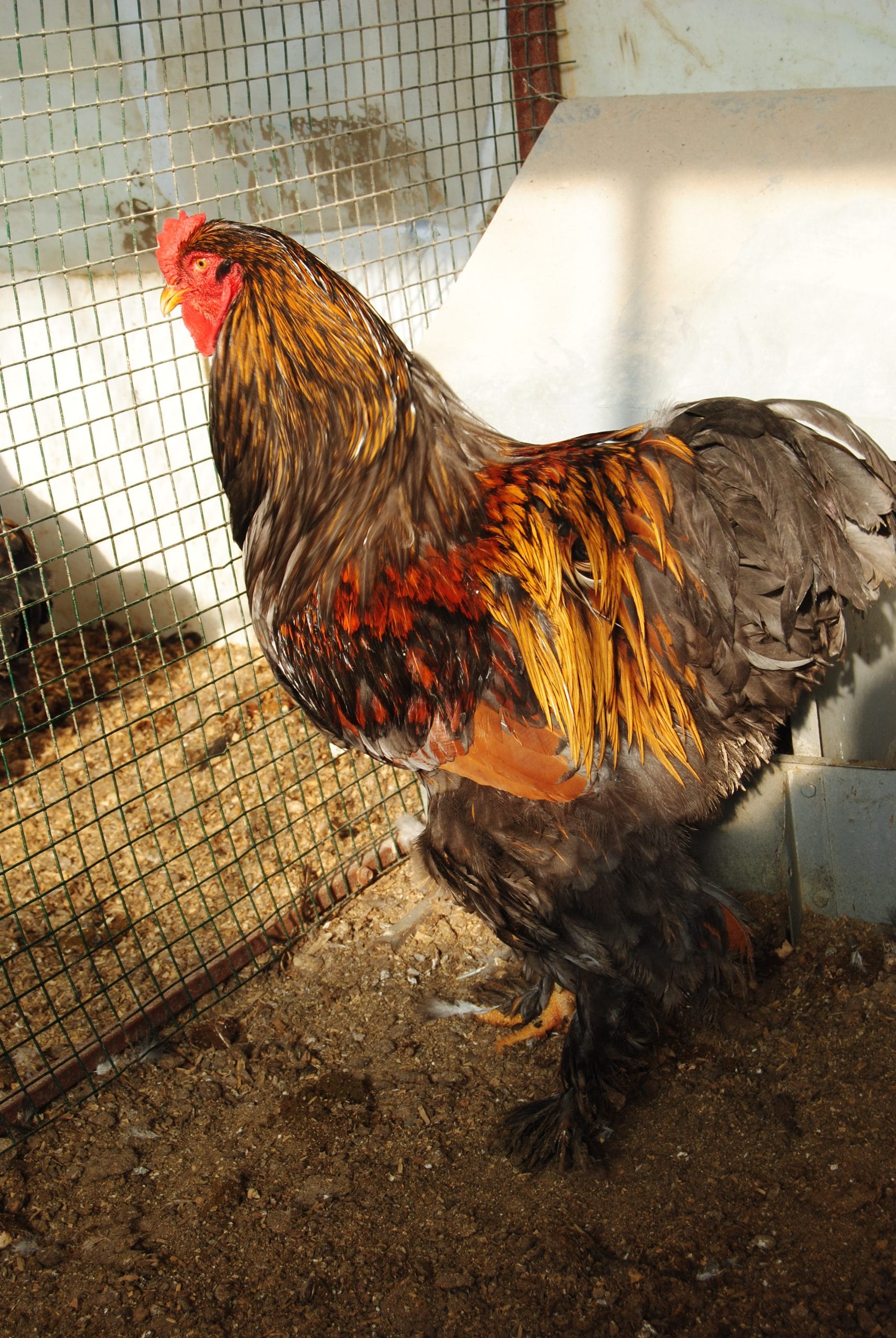 Gold Laced Brahma Kuluçkalık Yumurta