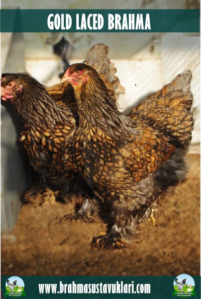 Gold Brahma Kuluçkalık Yumurta