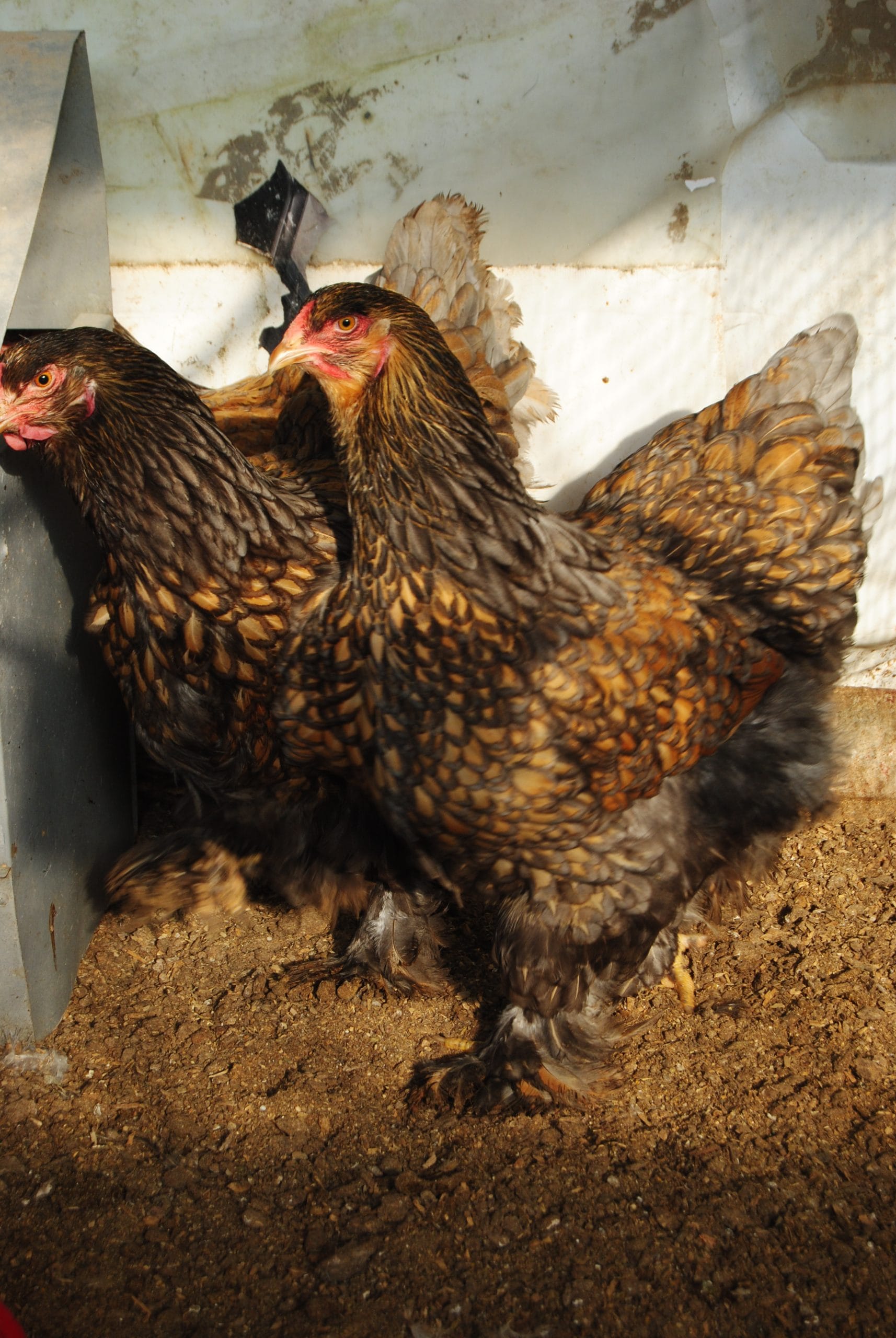 Gold Laced Brahma Kuluçkalık Yumurta