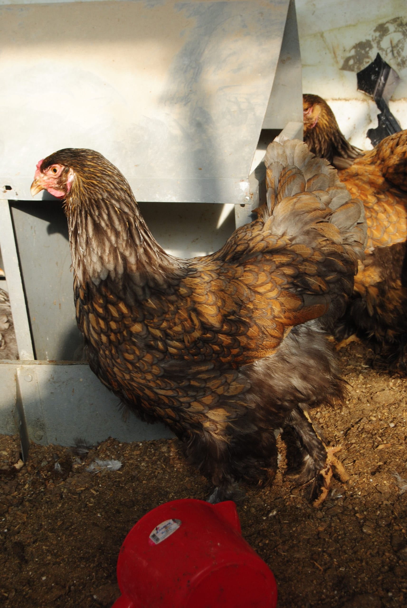 Gold Laced Brahma Kuluçkalık Yumurta