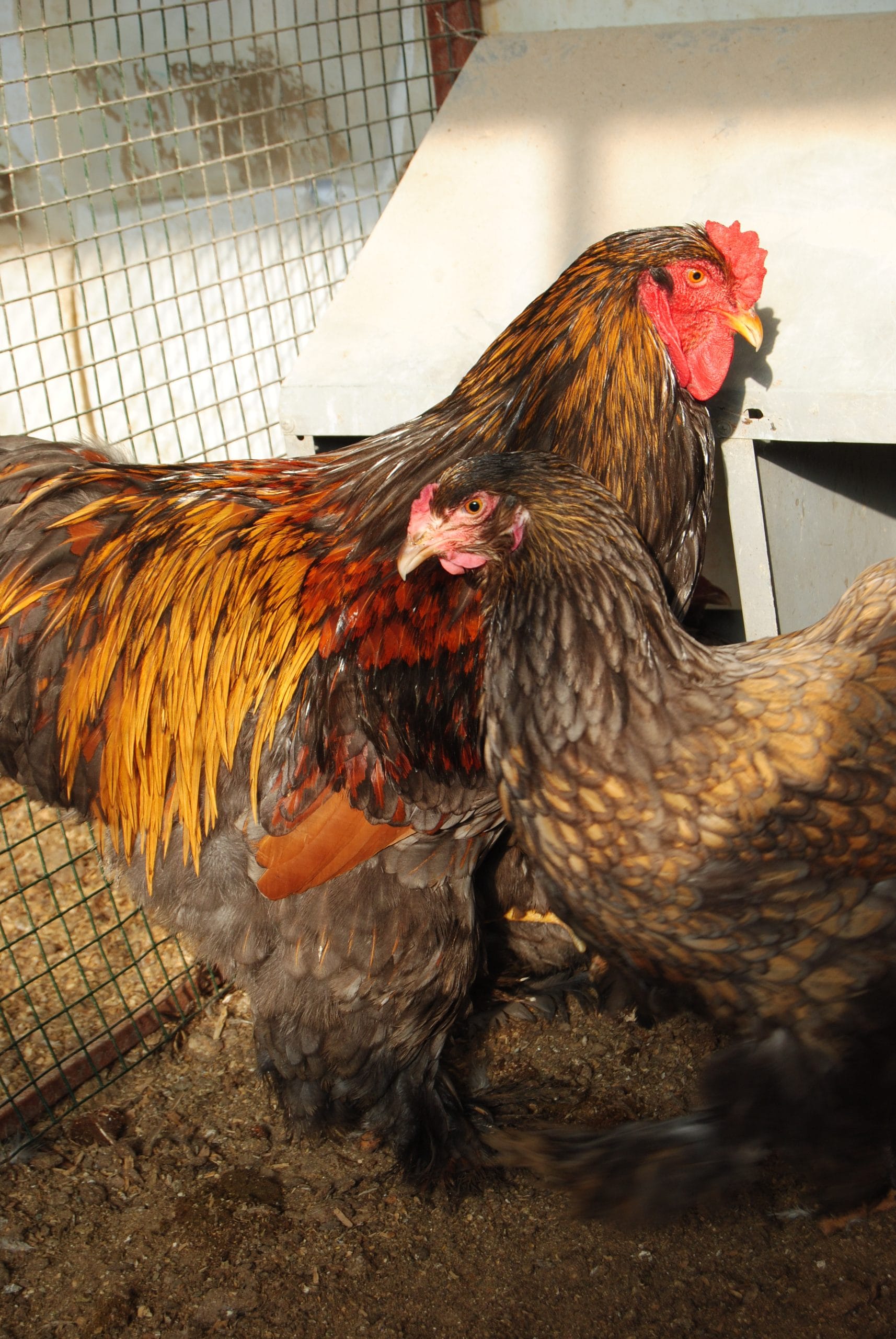 Gold Laced Brahma Kuluçkalık Yumurta