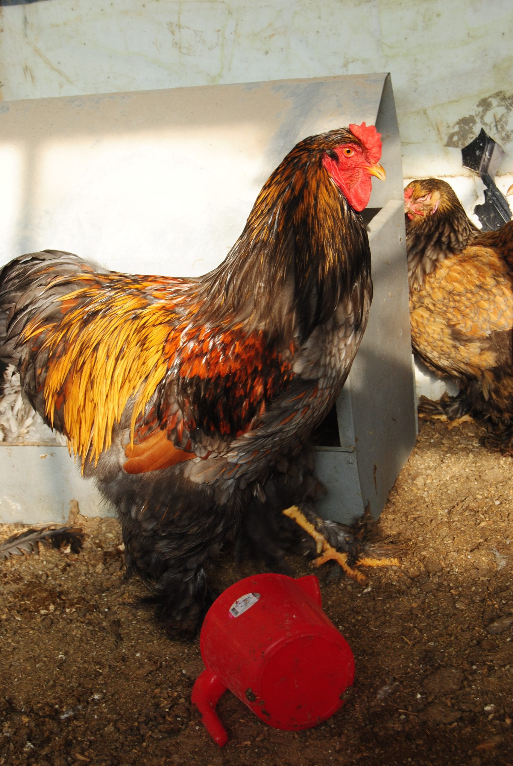 Gold laced brahma kuluçkalık yumurta