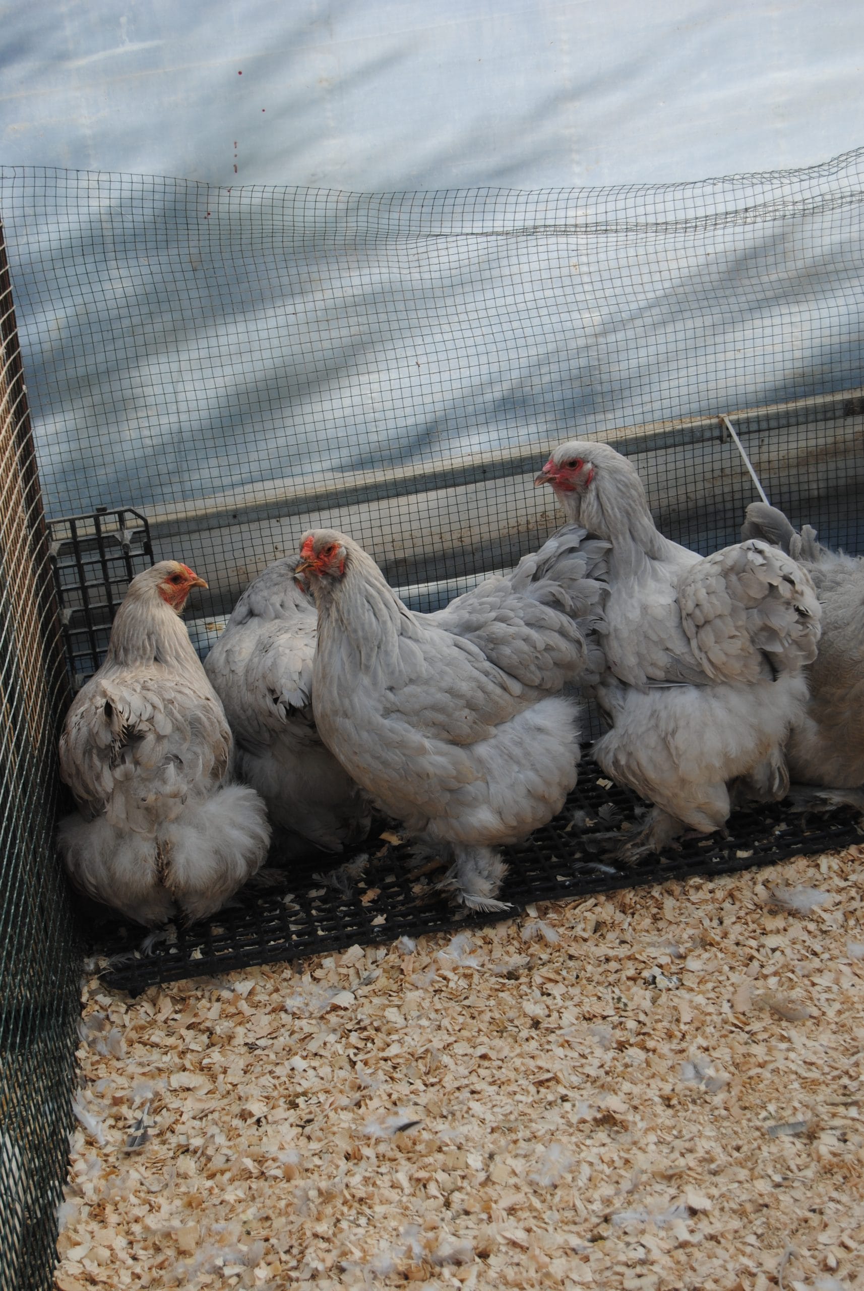 İsabel Brahma Kuluçkalık Yumurta