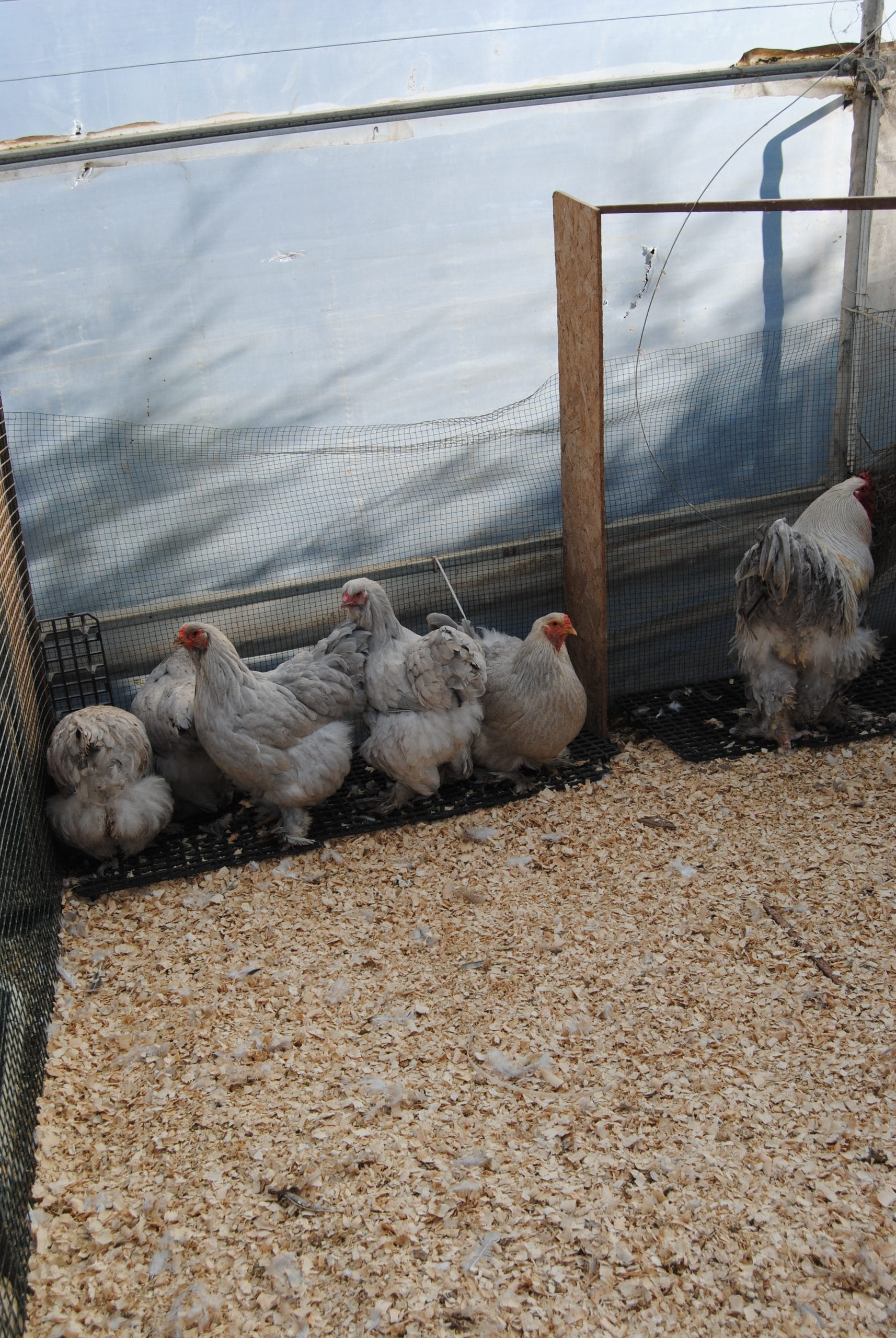 Lavender Coco Brahma Kuluçkalık Yumurta