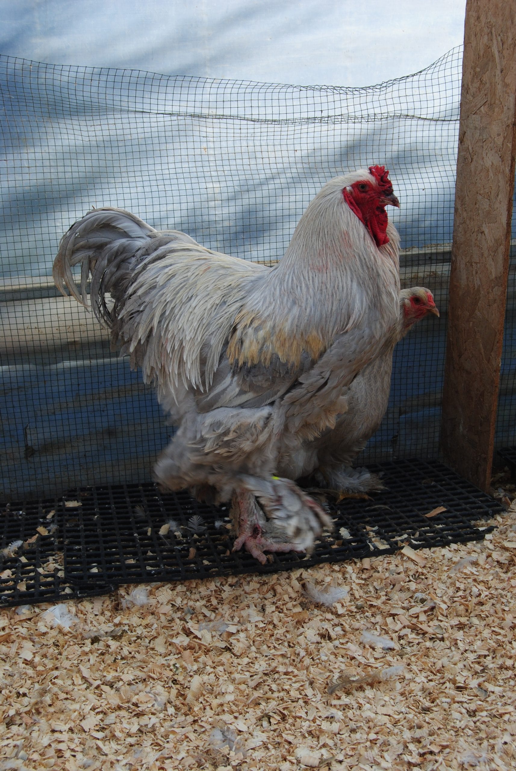 İsabel Brahma Kuluçkalık Yumurta