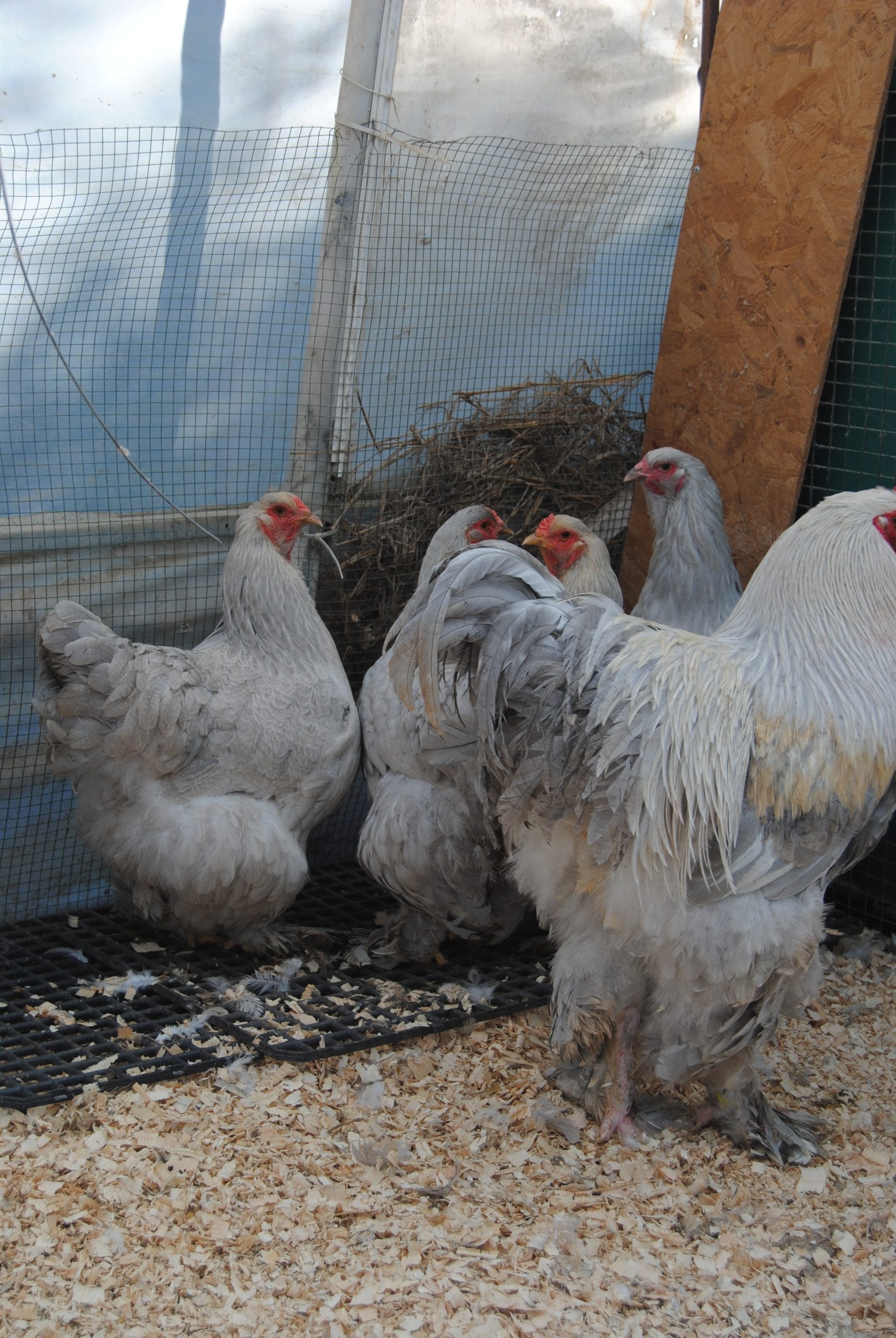 İsabel Brahma Kuluçkalık Yumurta