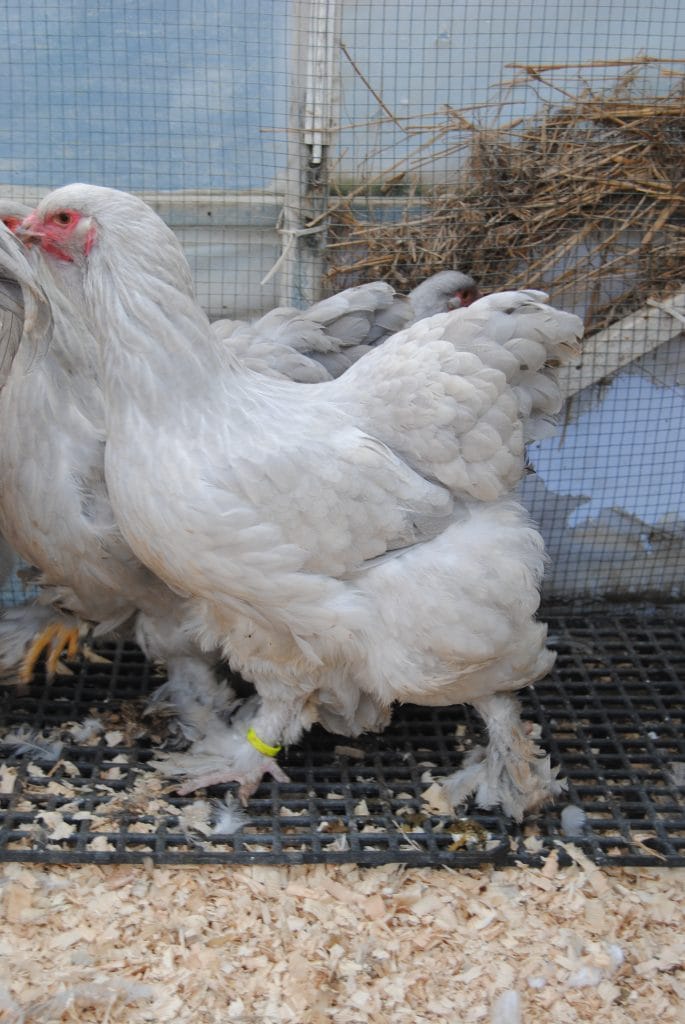 İsabel Brahma Kuluçkalık Yumurta