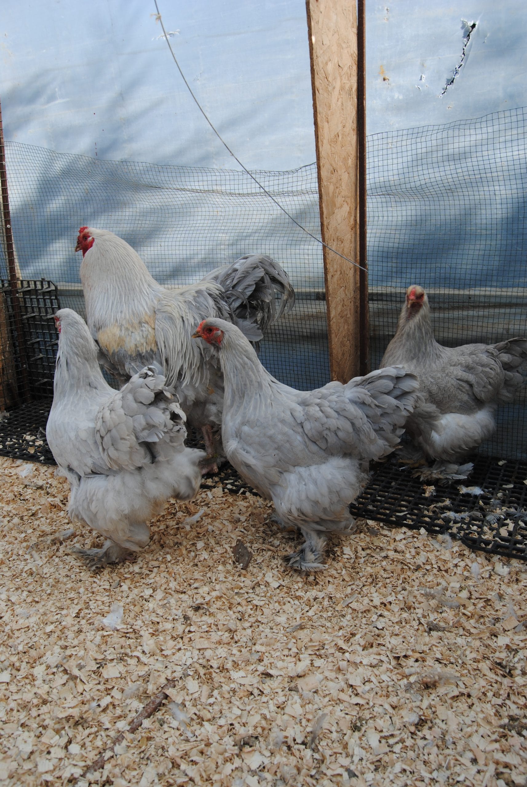 İsabel Brahma Kuluçkalık Yumurta