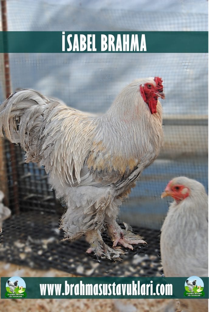 İsabel Brahma Kuluçkalık Yumurta