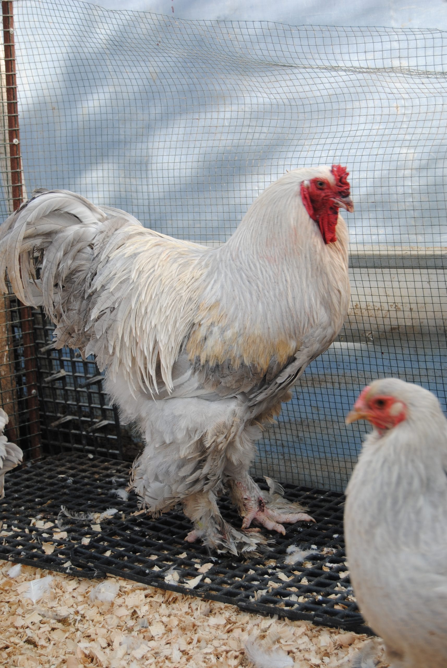 İsabel Brahma Kuluçkalık Yumurta