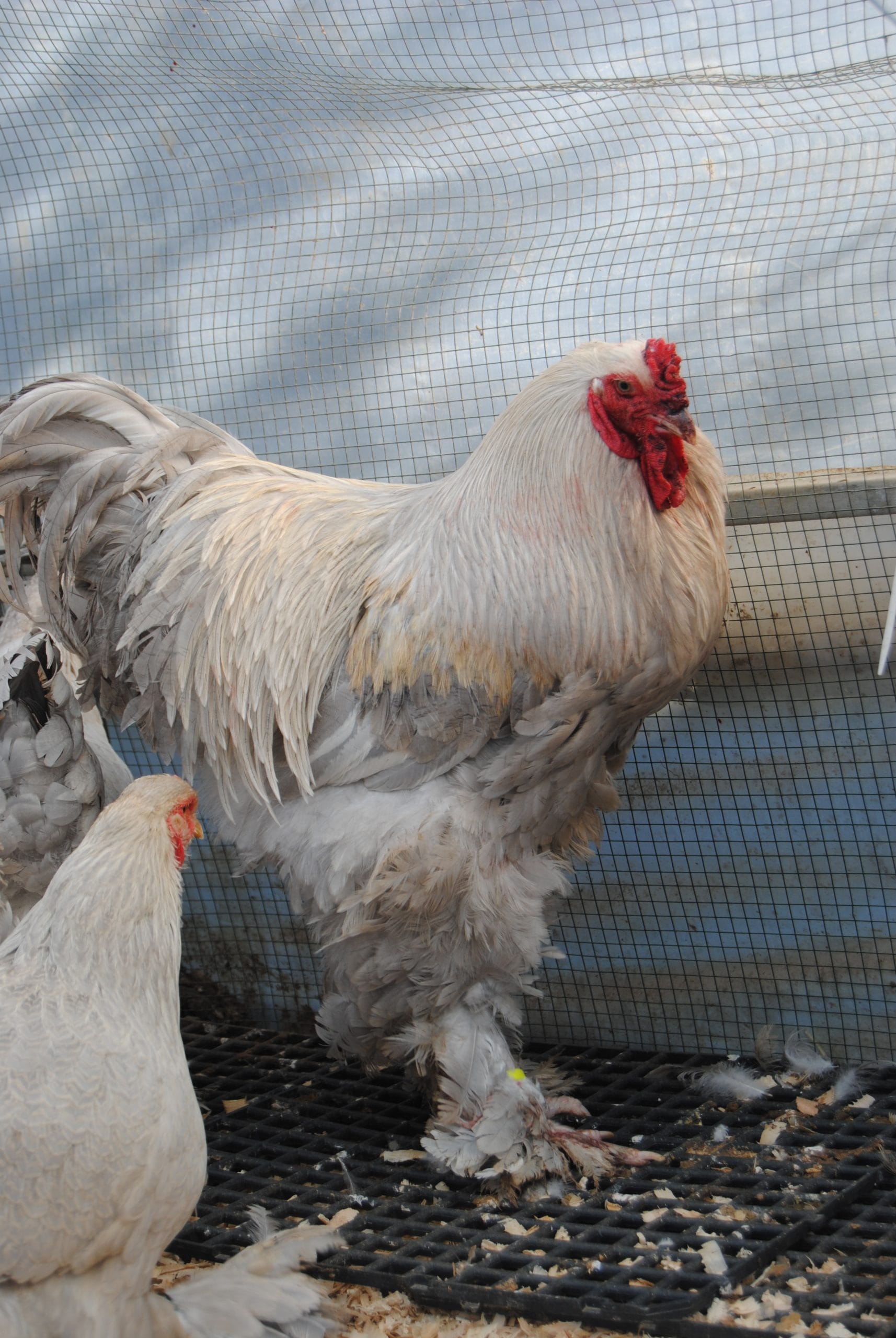 İsabel Brahma Kuluçkalık Yumurta