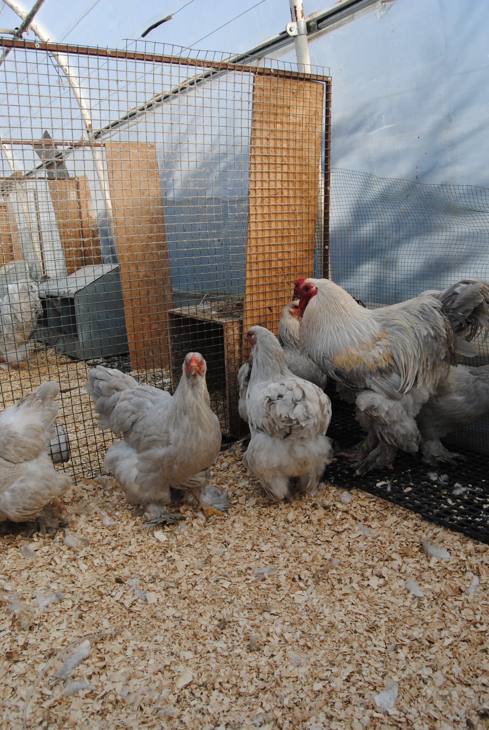 Lavender Coco Brahma Kuluçkalık Yumurta