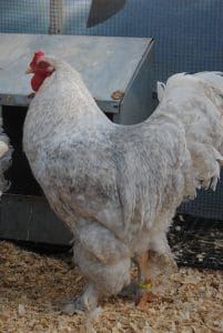 lavender coco brahma