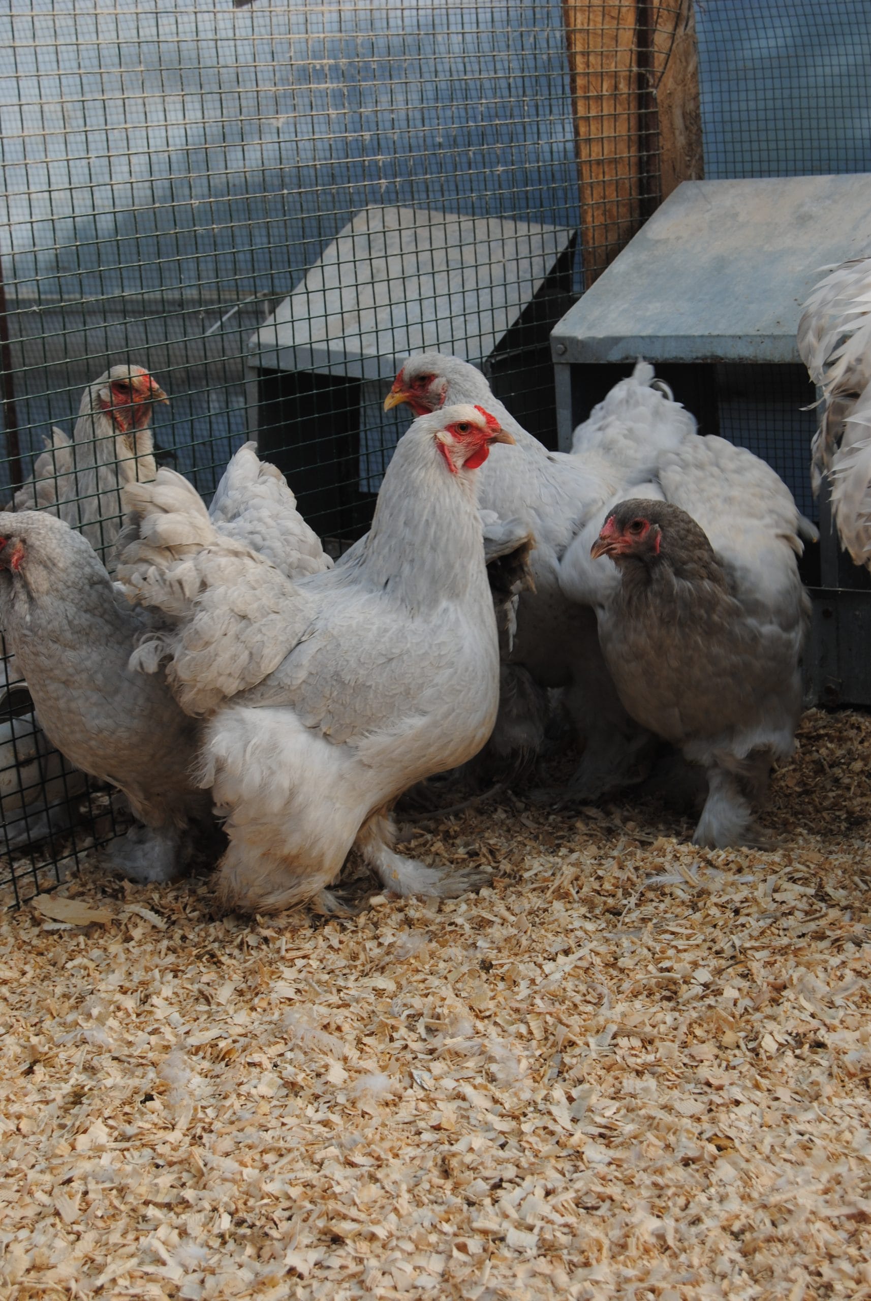 Lavender Coco Brahma Kuluçkalık Yumurta