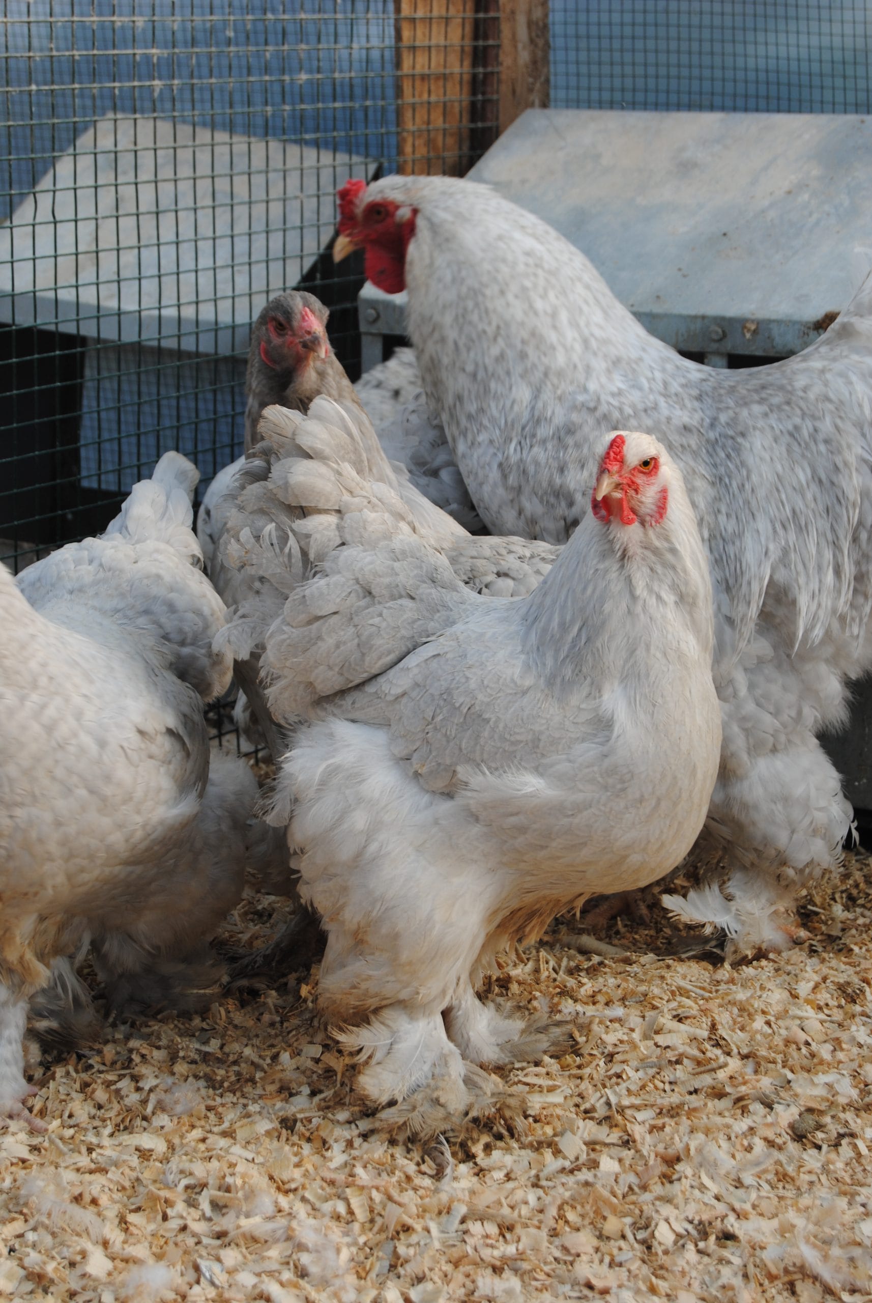 Lavender Coco Brahma Kuluçkalık Yumurta