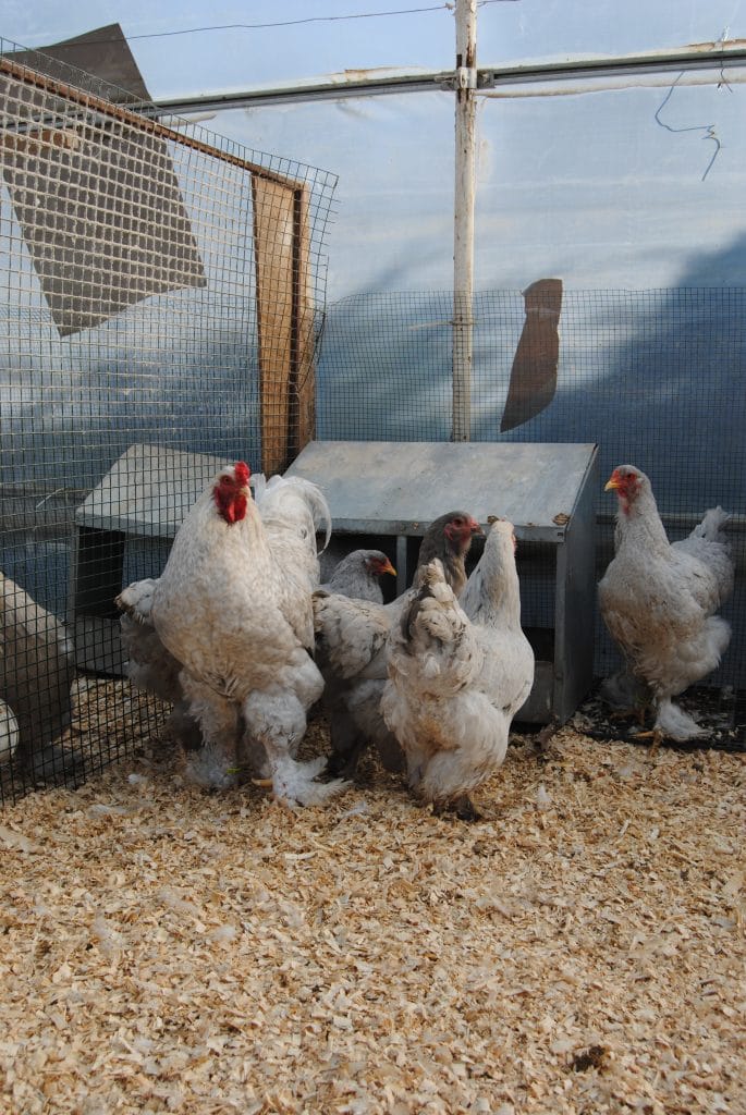 Lavender Coco Brahma Kuluçkalık Yumurta