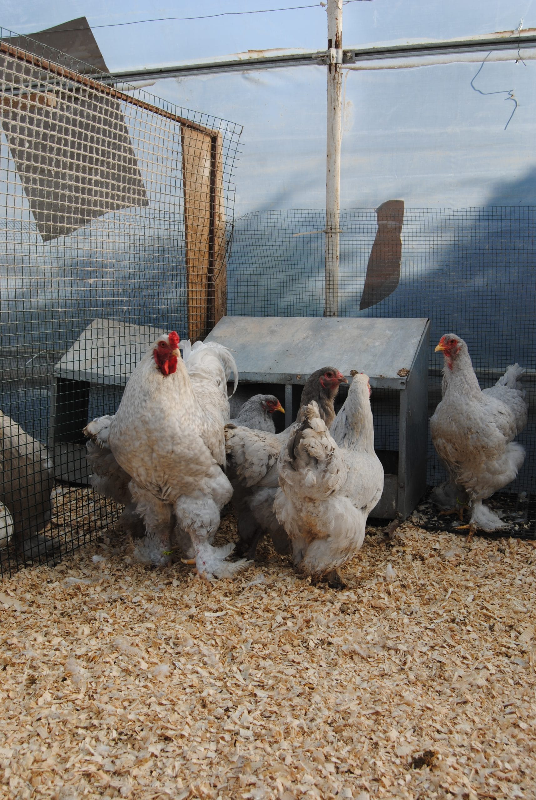 Lavender Coco Brahma Kuluçkalık Yumurta