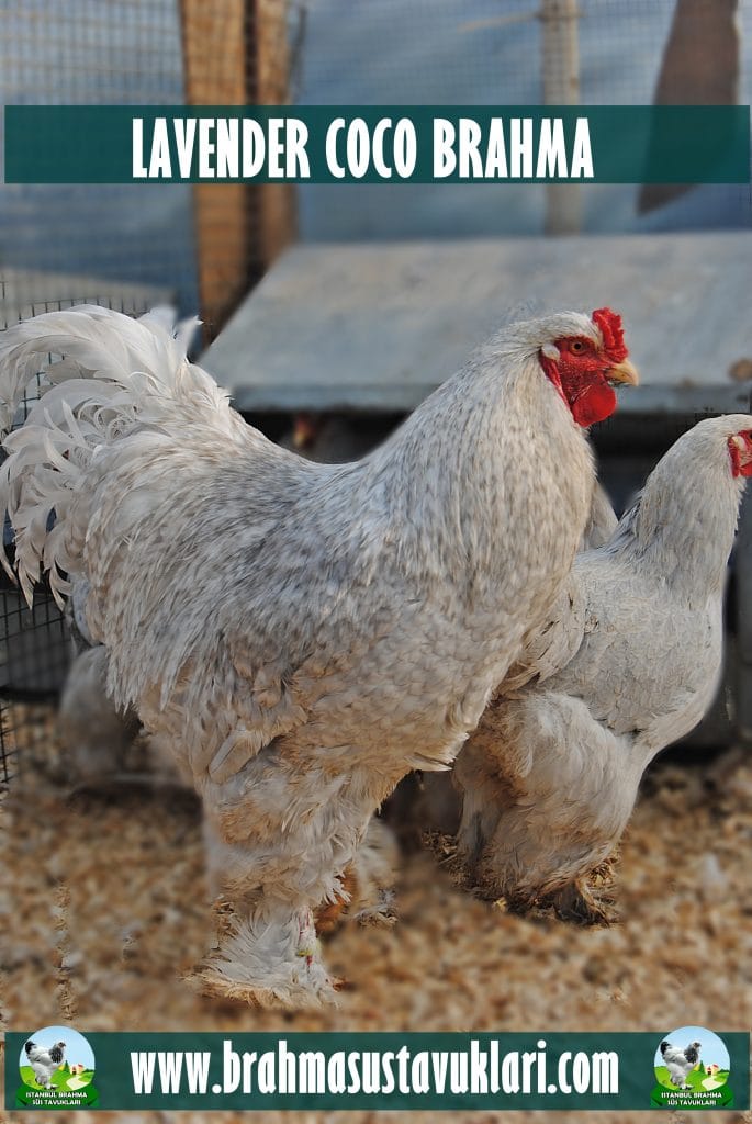 Lavender Coco Brahma Kuluçkalık Yumurta