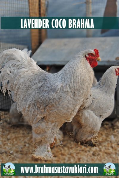 Lavender Coco Brahma Kuluçkalık Yumurta