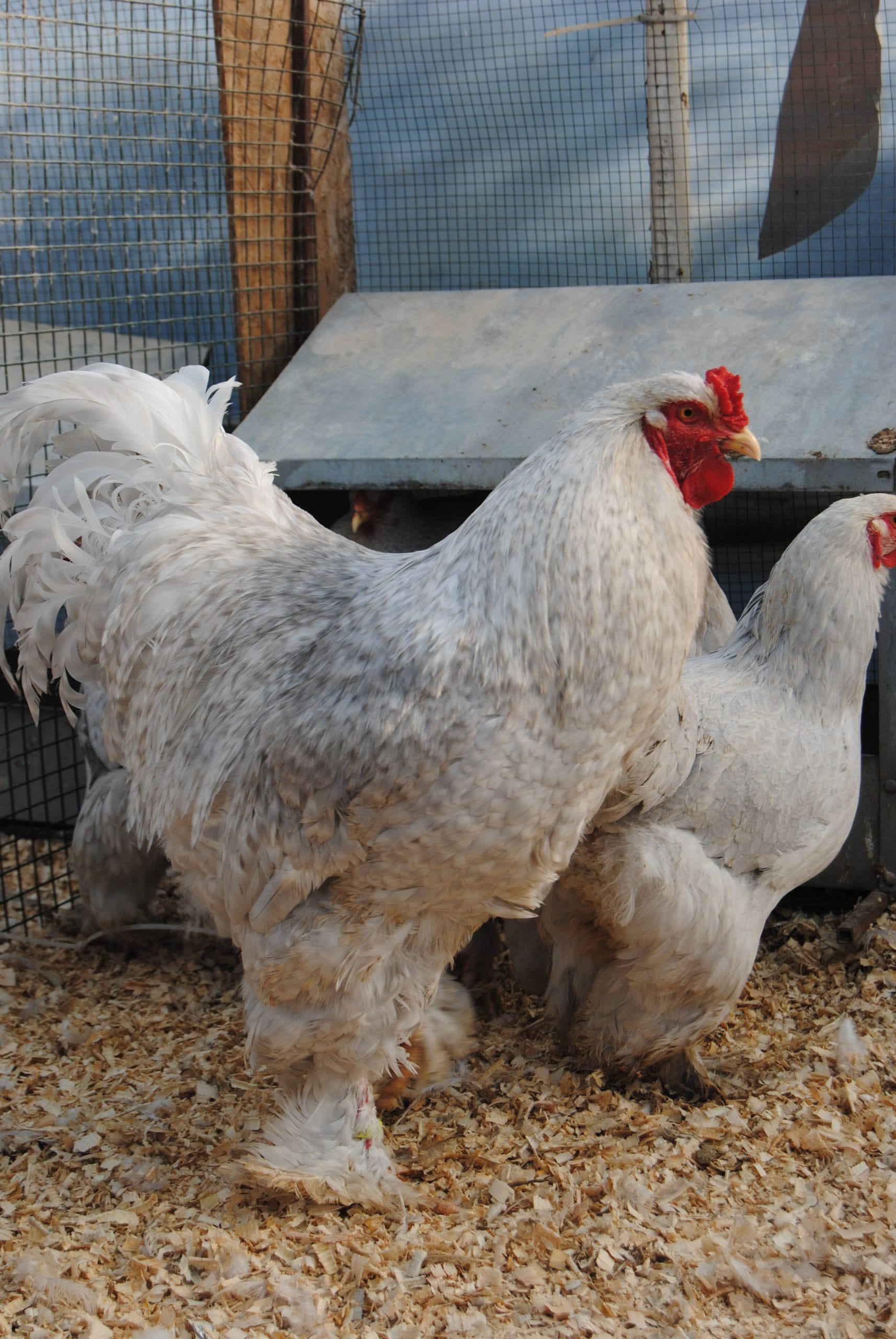 Lavender Coco Brahma Kuluçkalık Yumurta