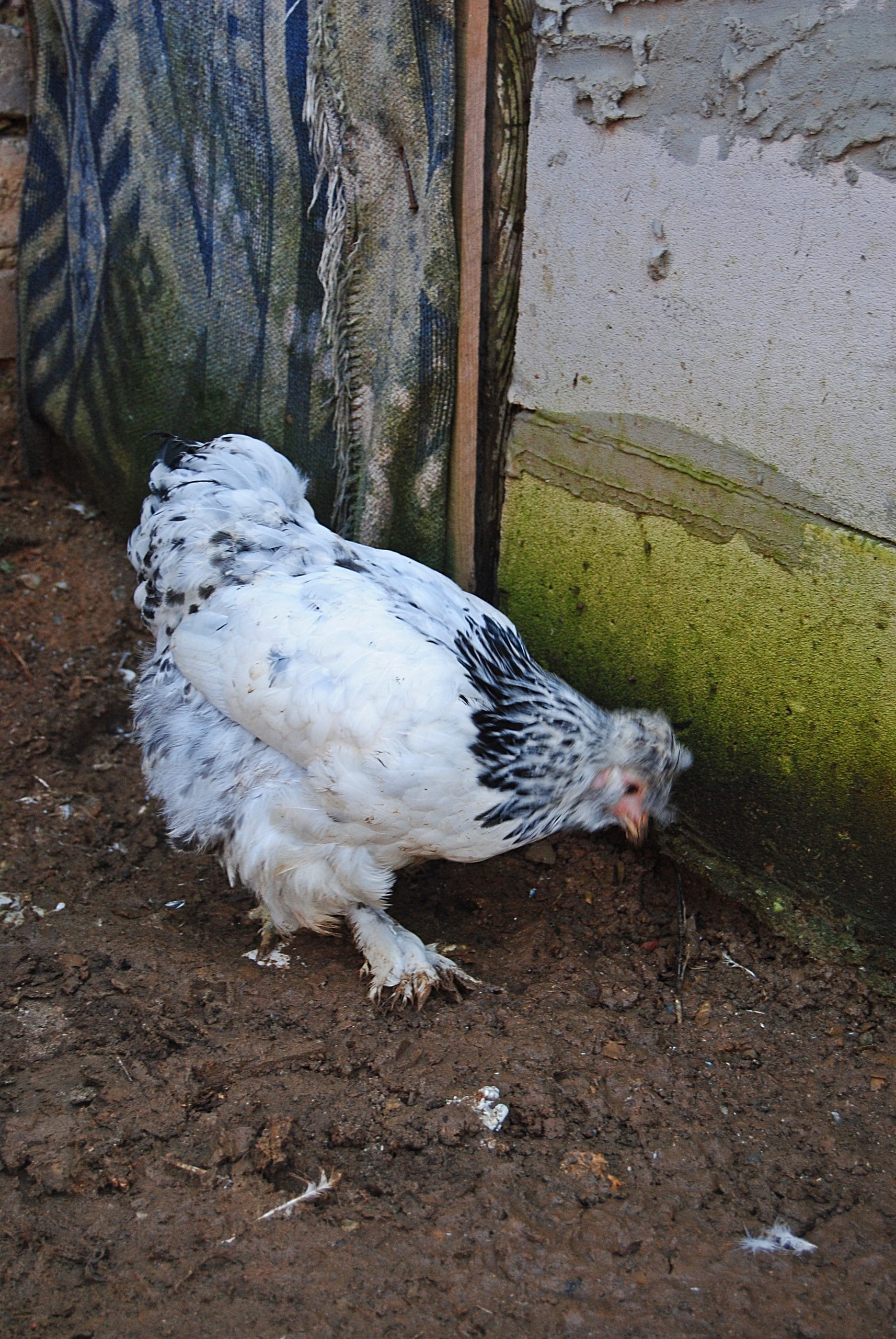 Park Brahma Kuluçkalık Yumurta