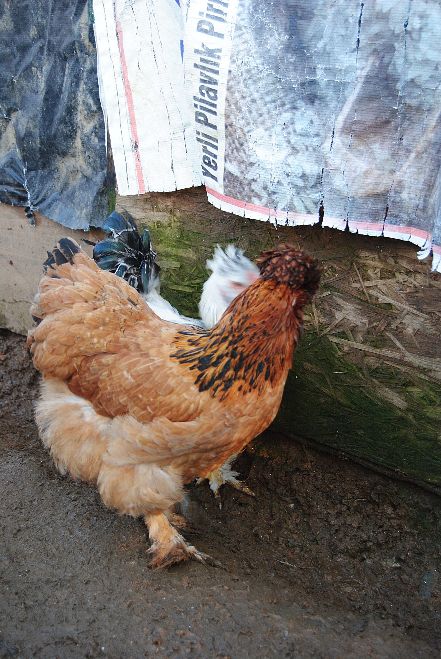 Park Brahma Kuluçkalık Yumurta