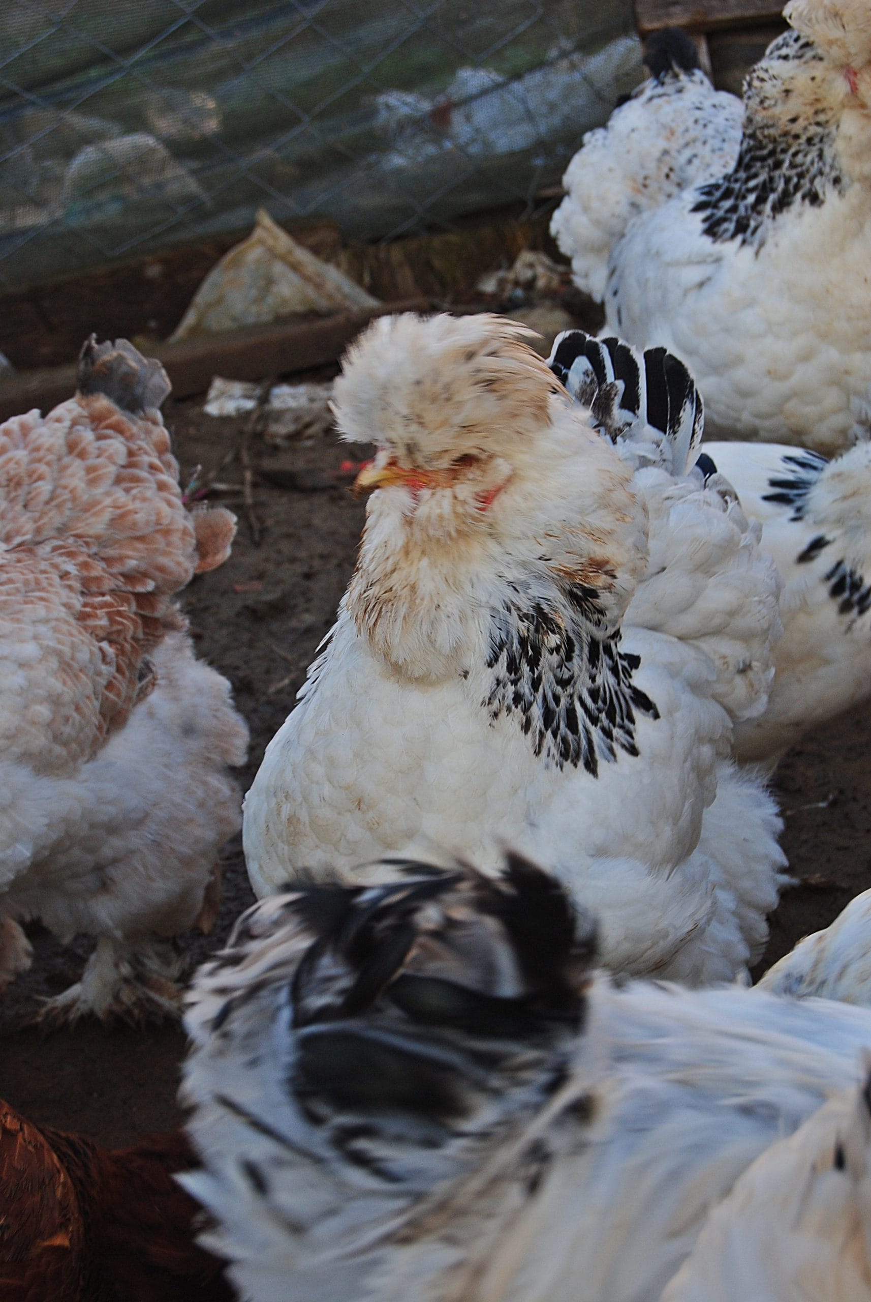 Park Brahma Kuluçkalık Yumurta