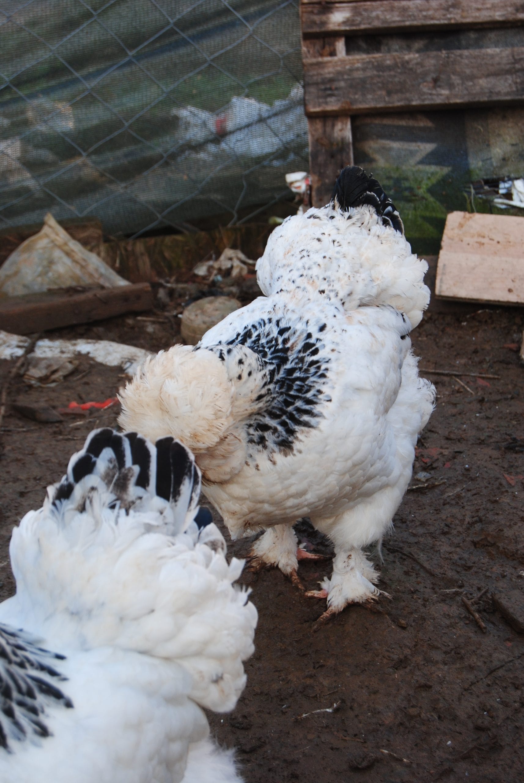 Park Brahma Kuluçkalık Yumurta