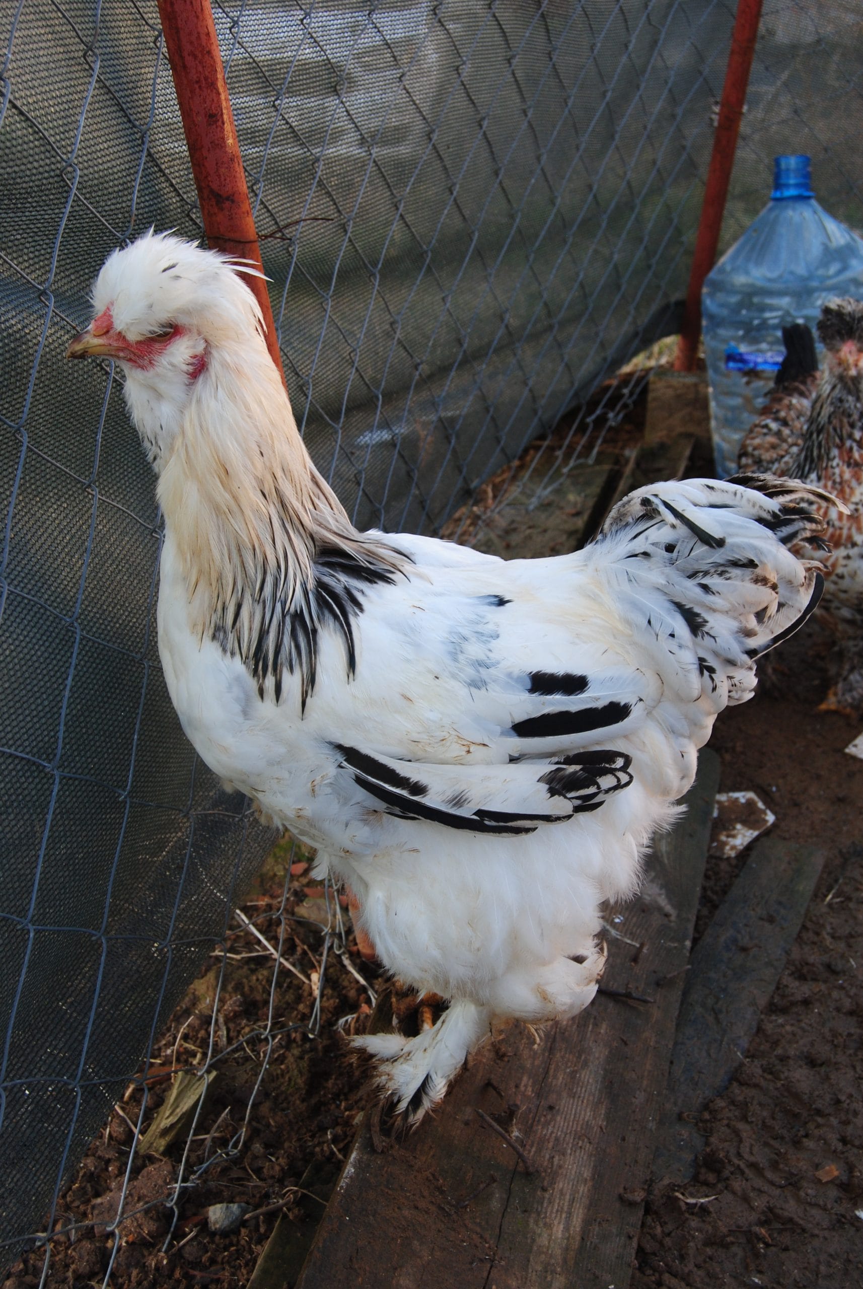 Park Brahma Kuluçkalık Yumurta