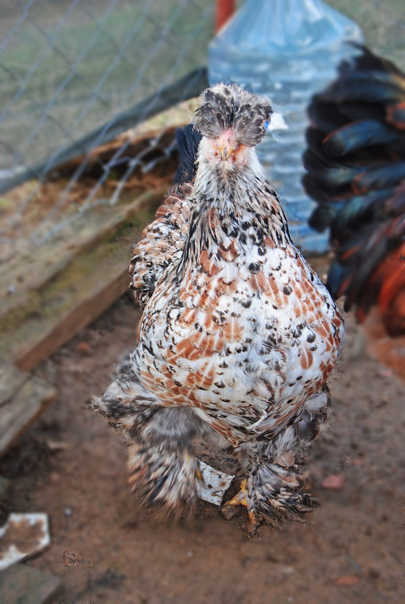 Park Brahma kuluçkalık Yumurta