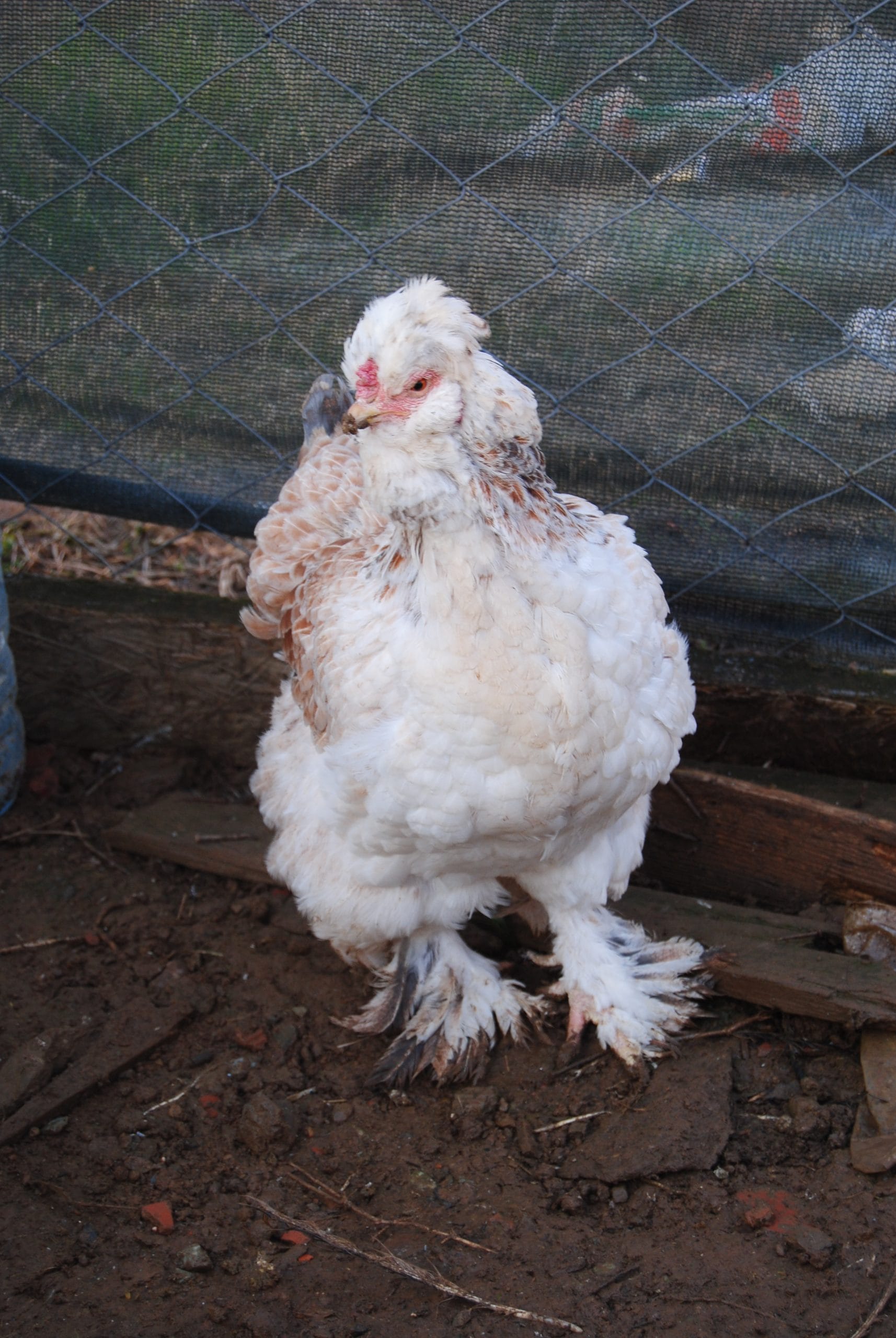 Park Brahma Kuluçkalık Yumurta