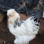 Park Brahma Kuluçkalık Yumurta