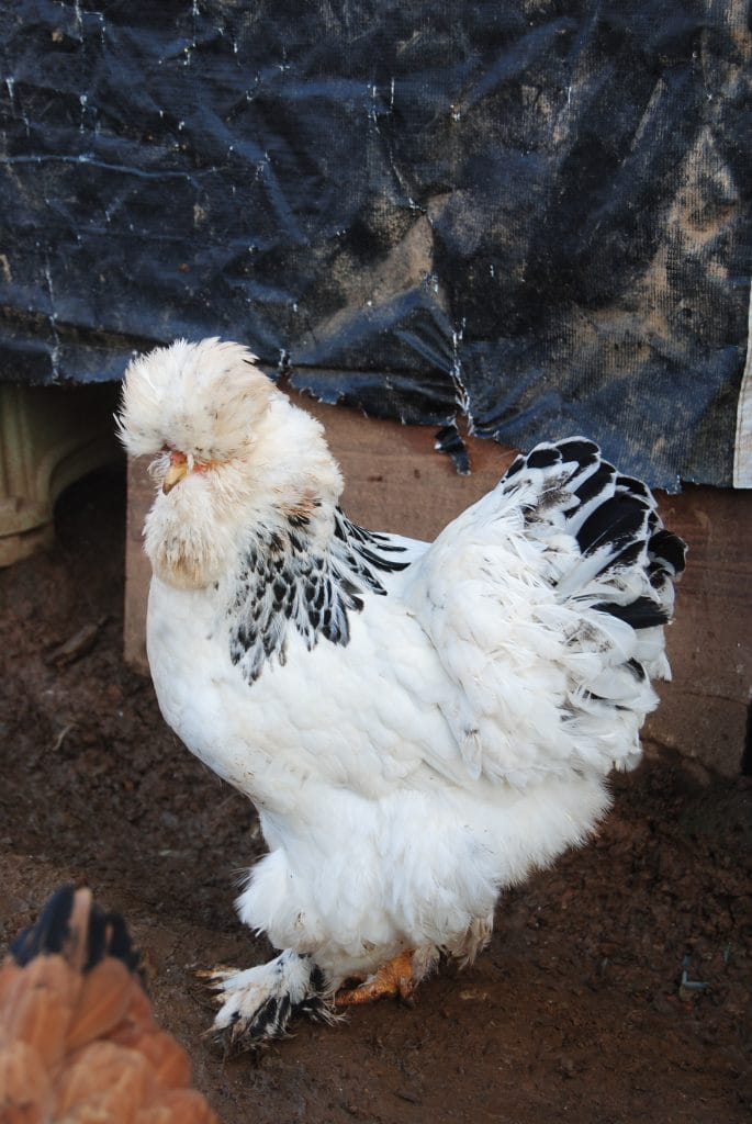 Park Brahma Kuluçkalık Yumurta